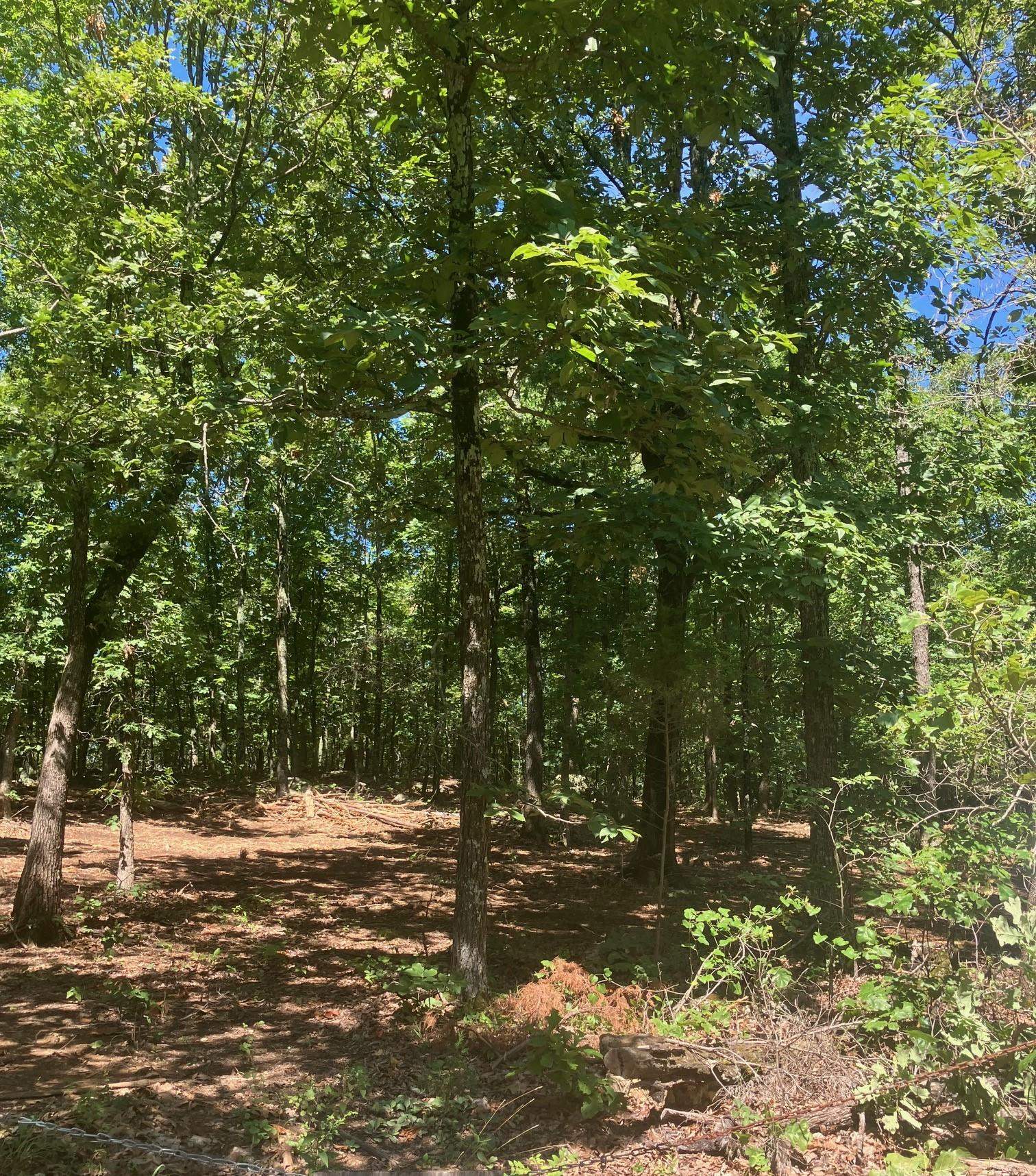 605  Lone Oak Road  Williford, AR