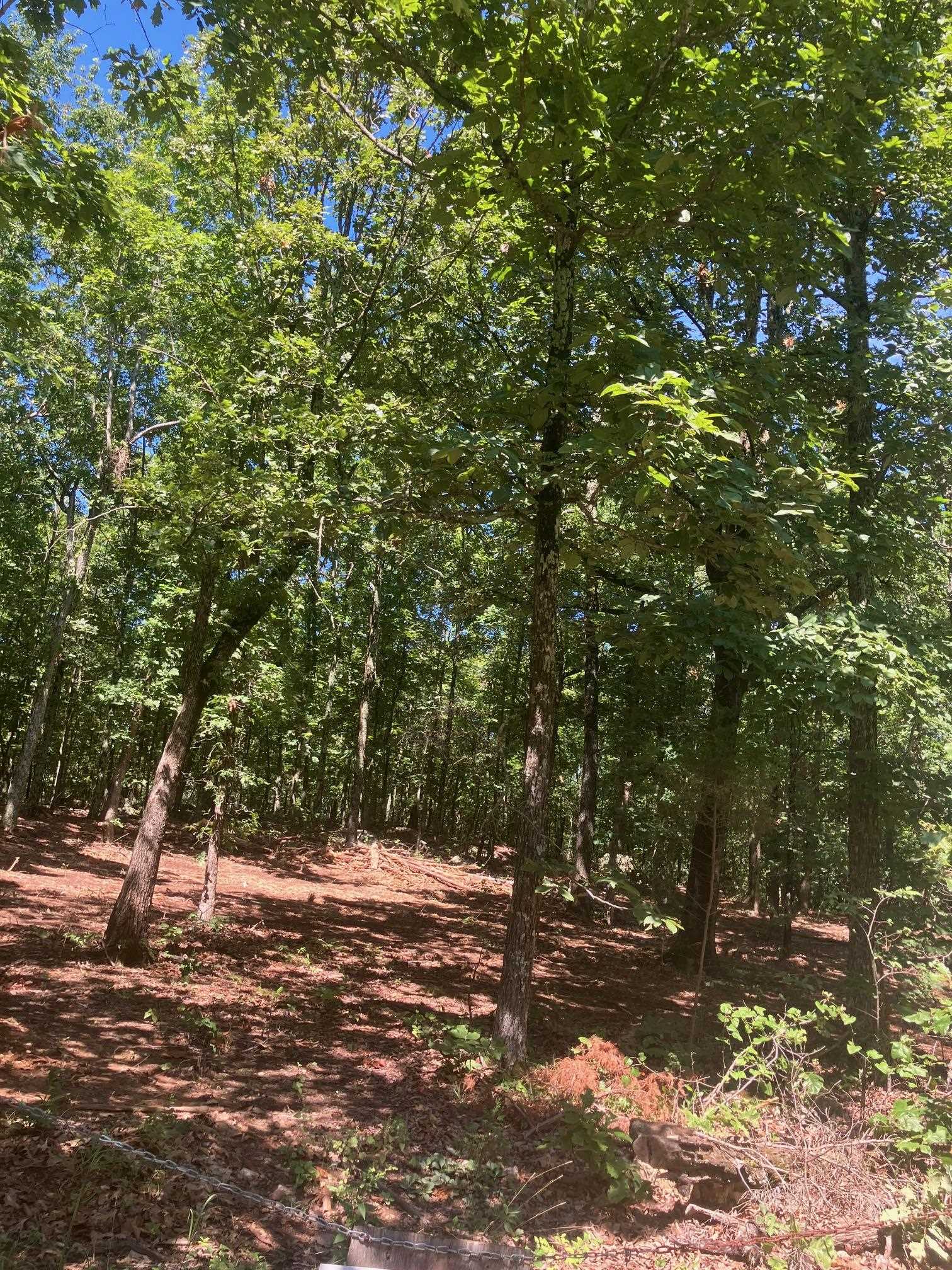 605  Lone Oak Road  Williford, AR
