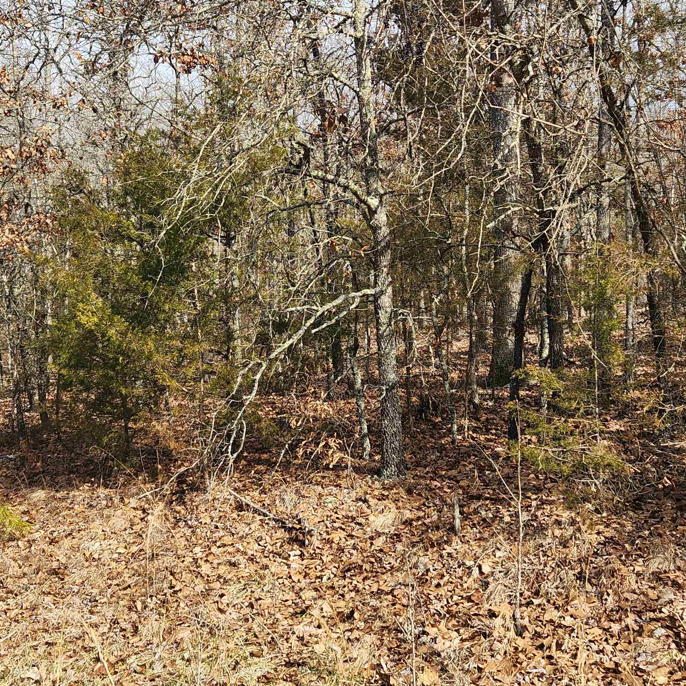 L10 B02  Awi  Cherokee Village, AR
