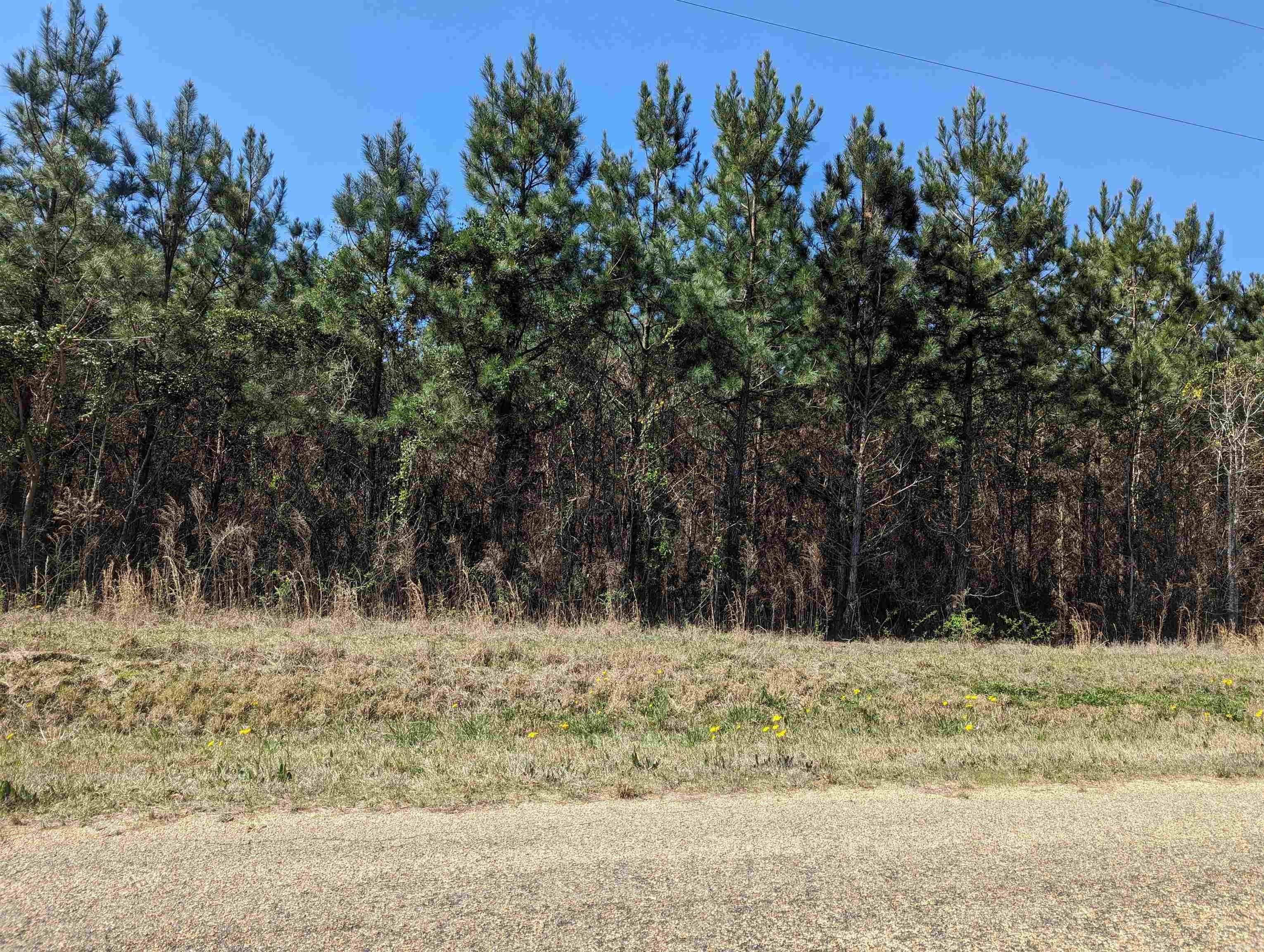 6.51 acres  Ouachita 5  Stephens, AR