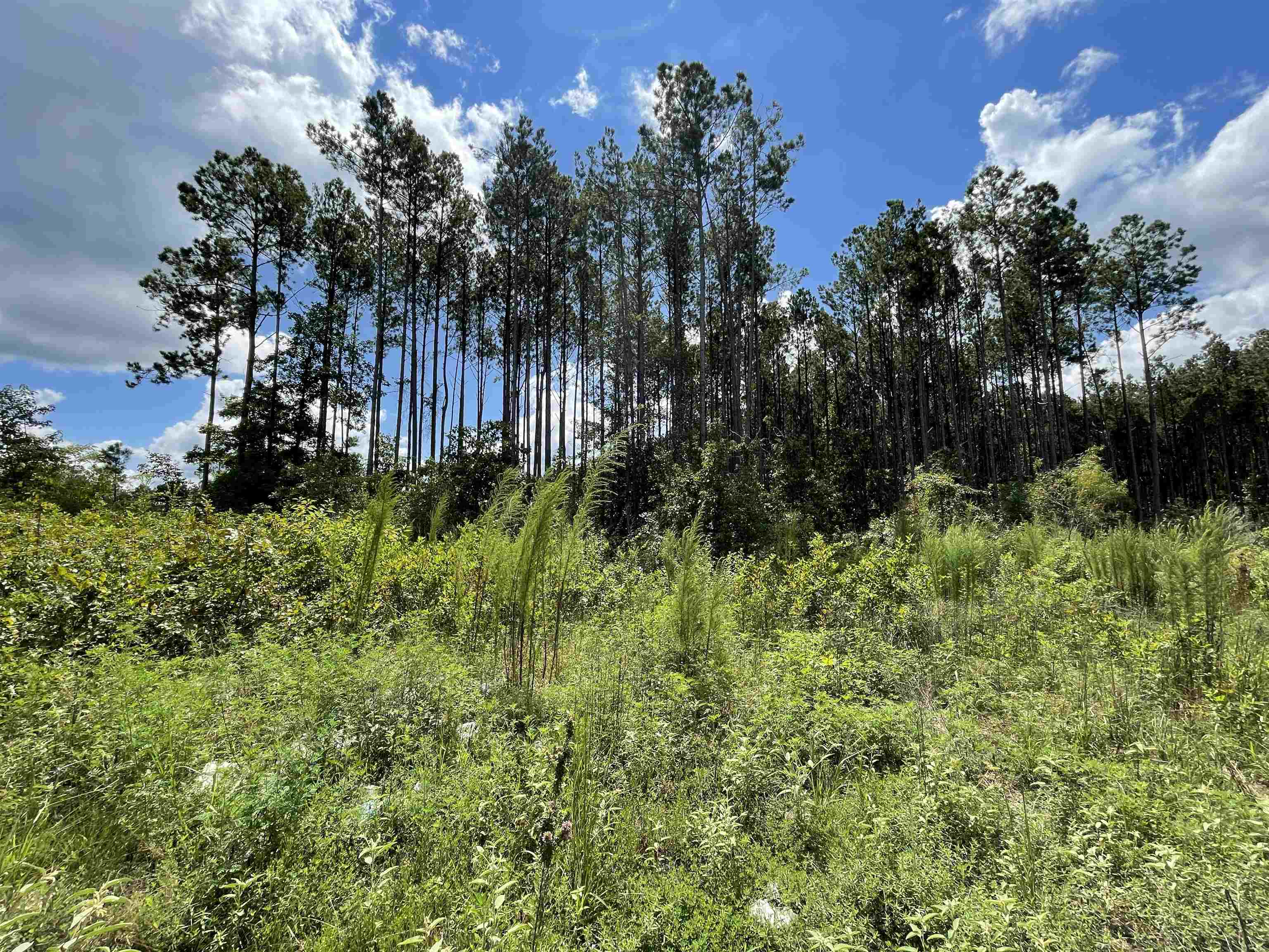 TBD  Mountain Pine Tract 39 Mabelvale, AR
