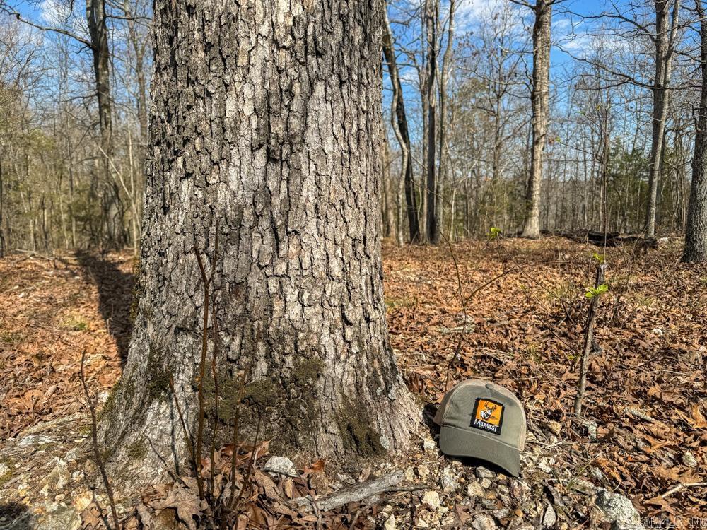 000  Wilcox  Mountain View, AR