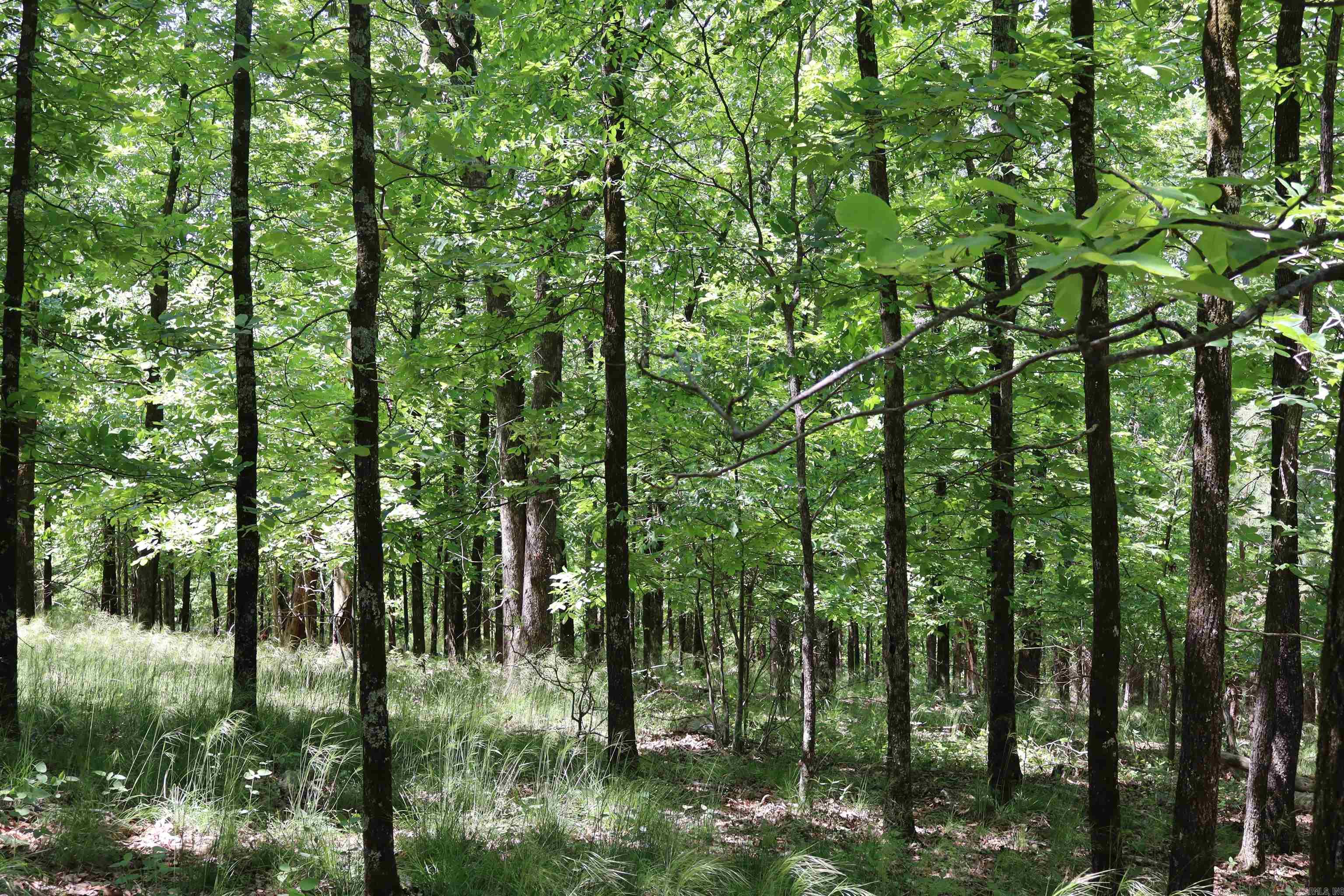180  Hickory Hill  Hot Springs, AR