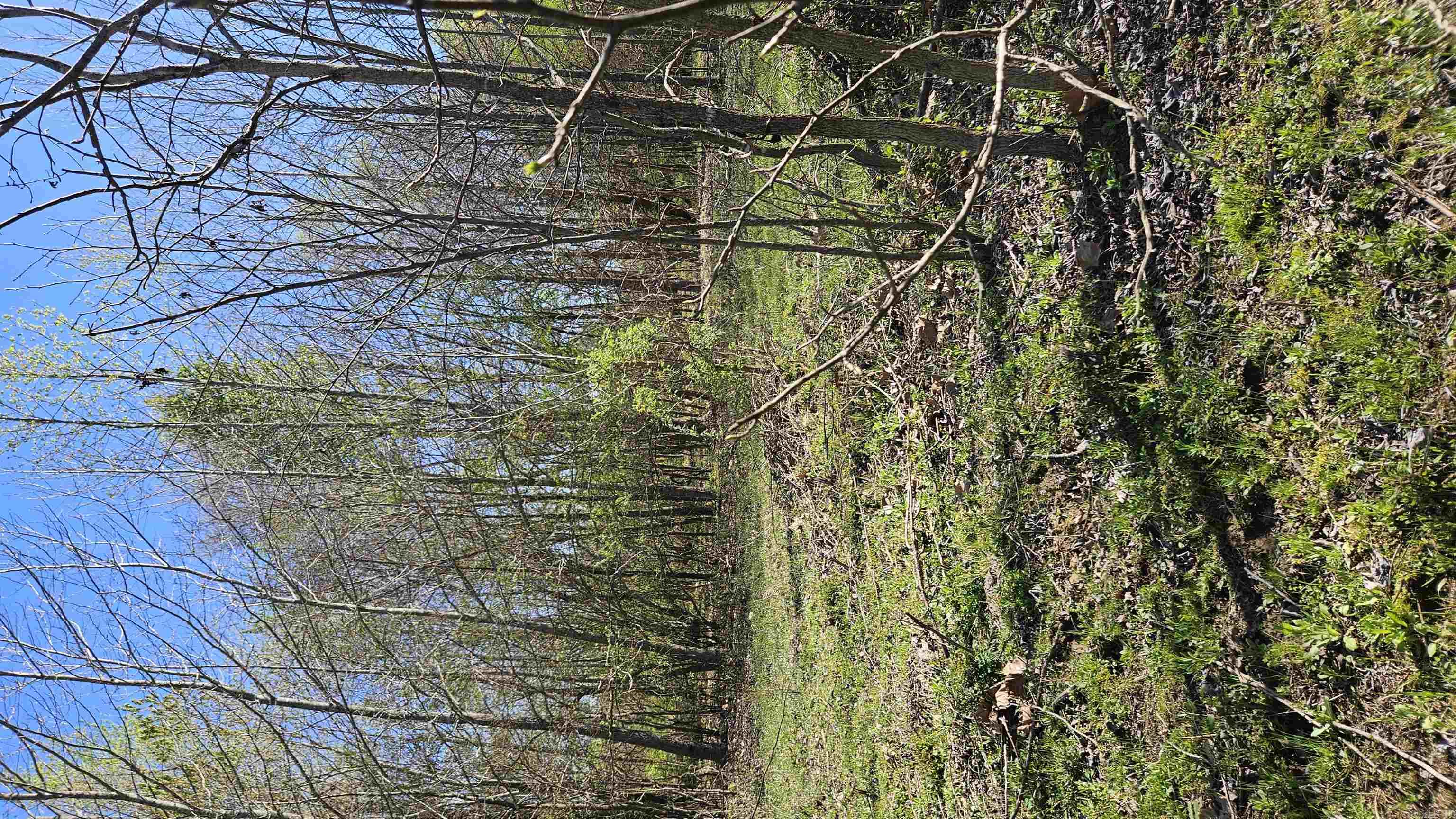 32  County Road 420  Rector, AR