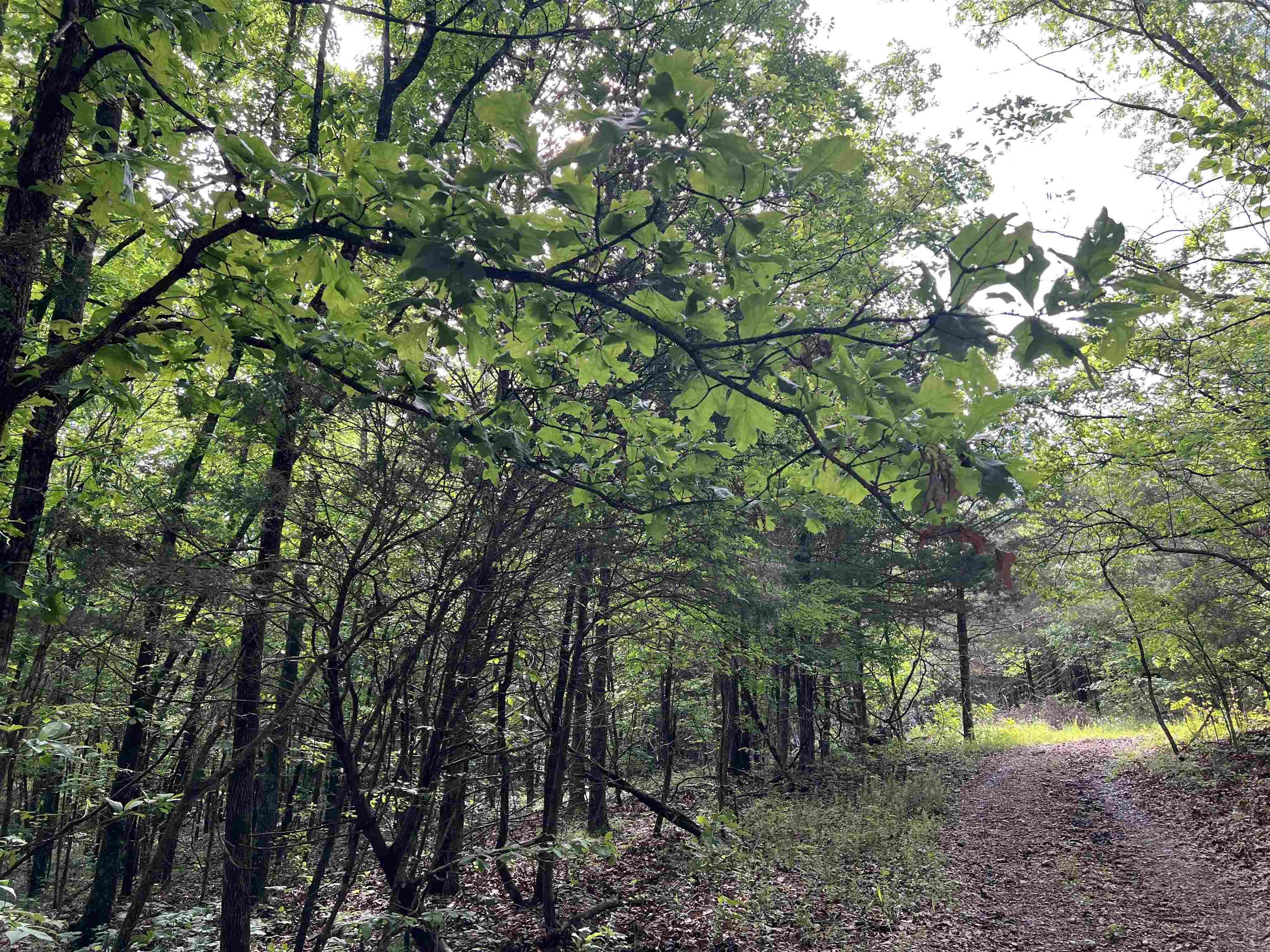   Meadow Creek  Harrison, AR