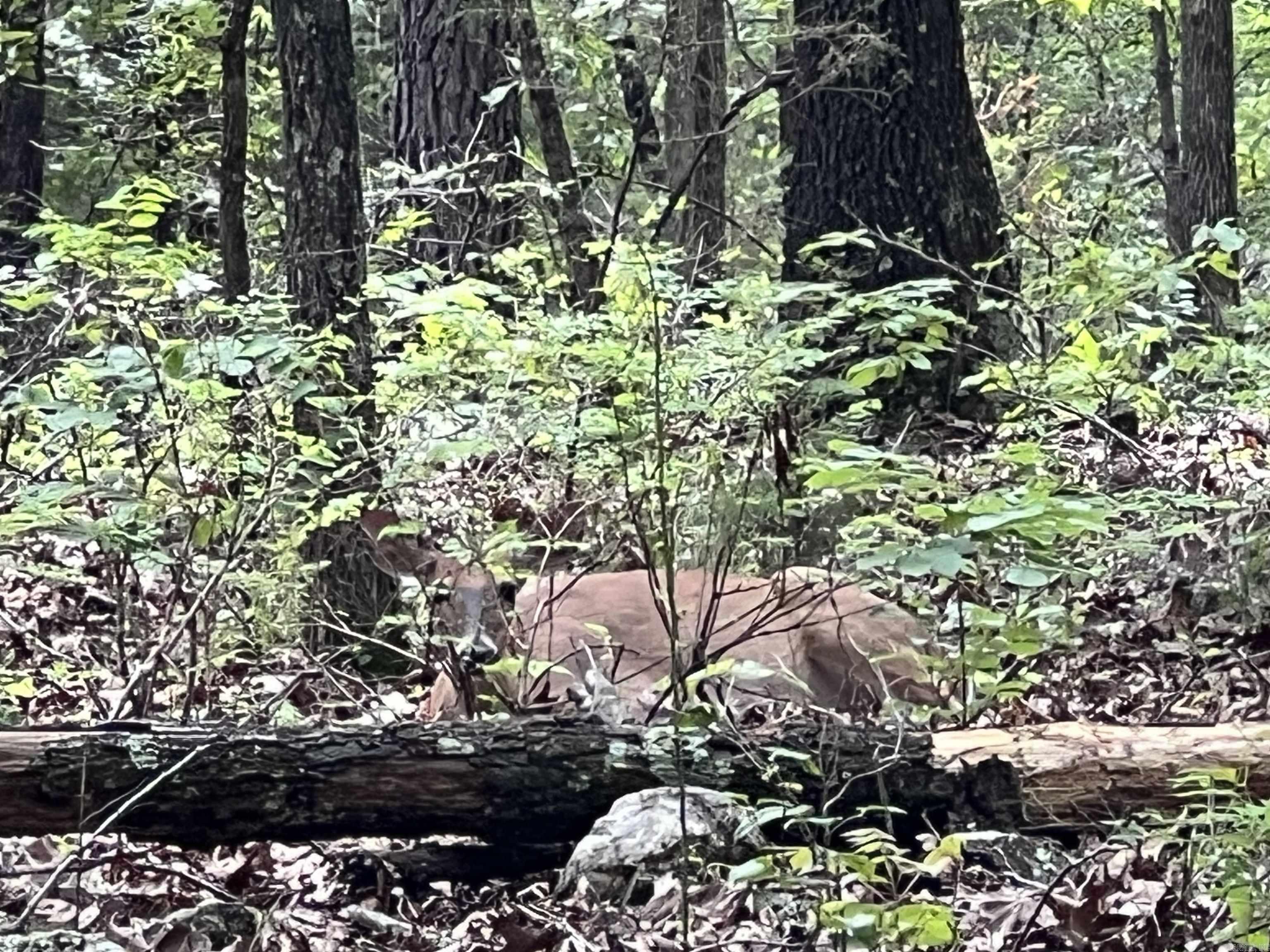   9.58 Acres on Meadow Creek  Harrison, AR