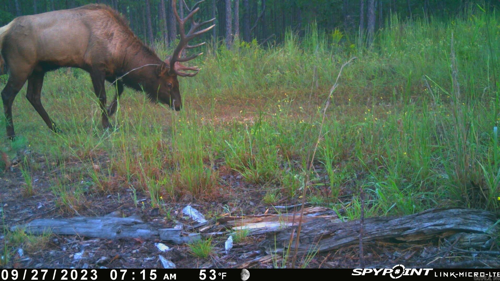 NC  4860  Bass, AR