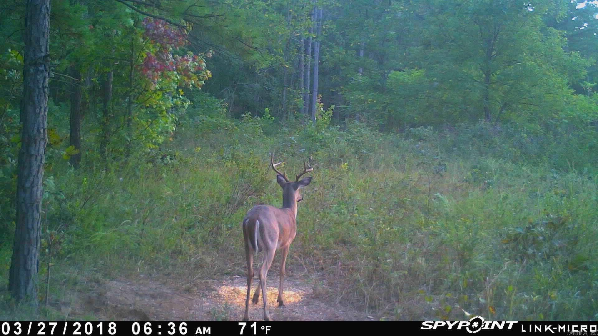 NC  4860  Bass, AR