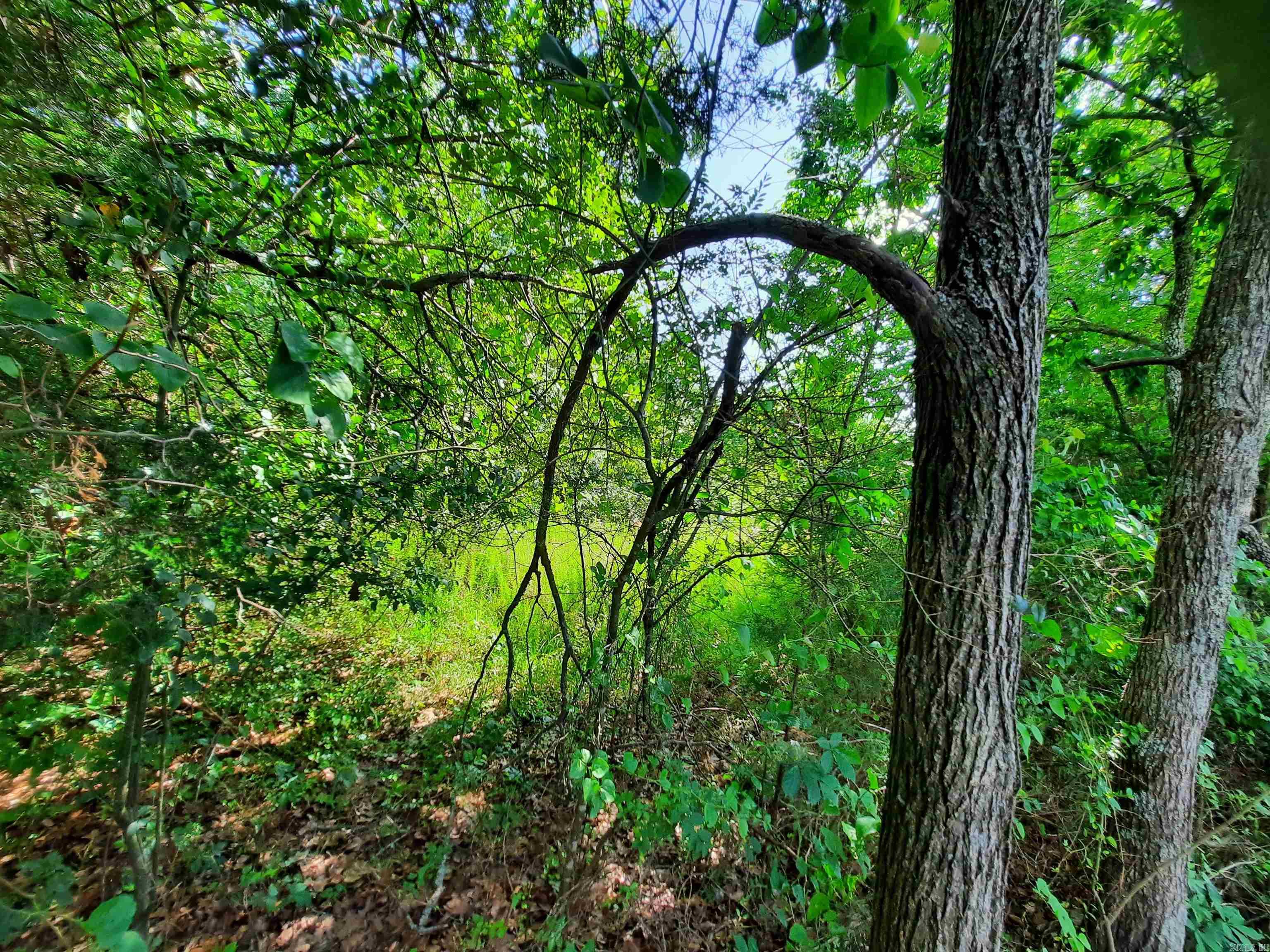 000  Warren  Mountain View, AR