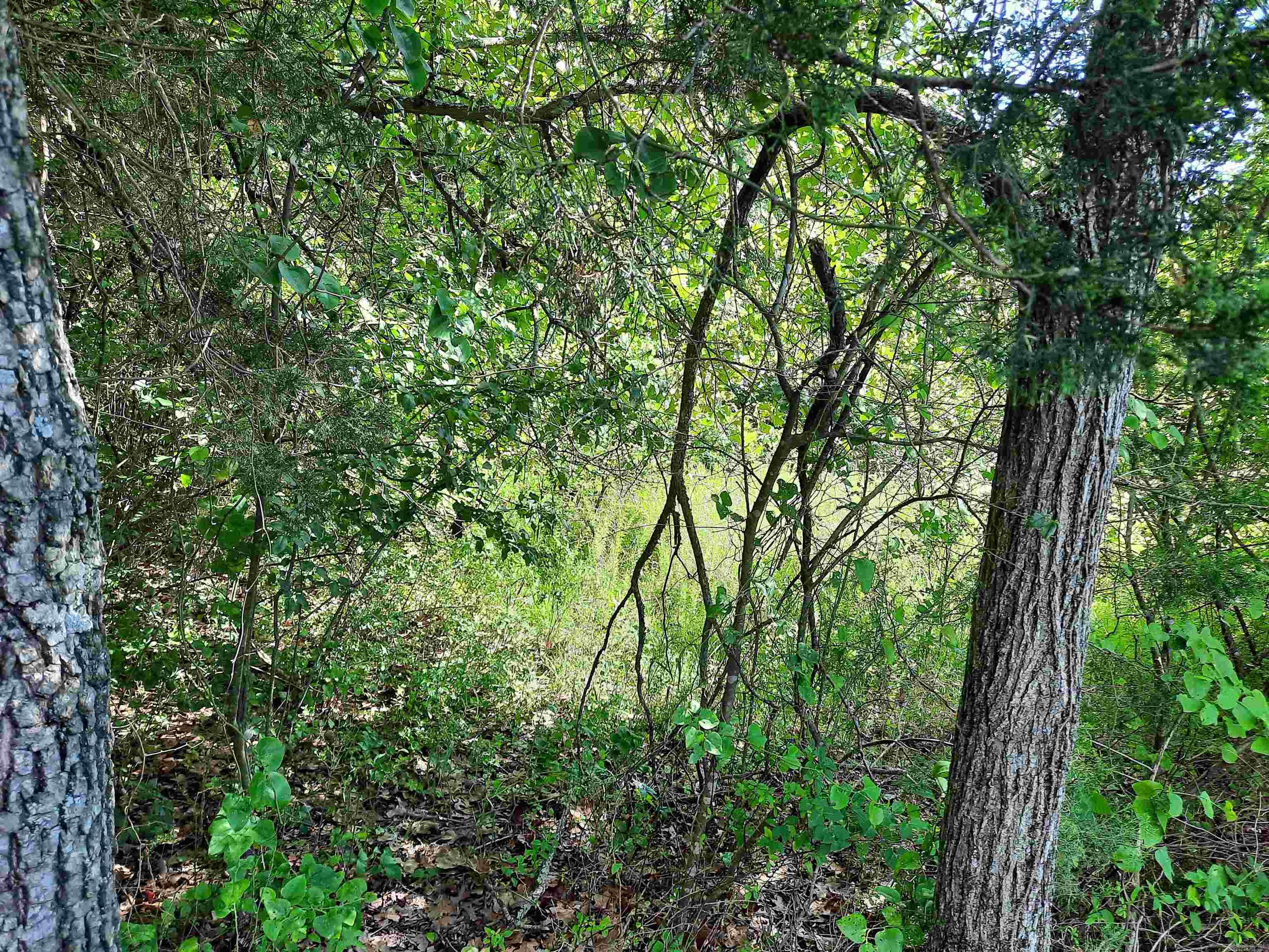 000  Warren  Mountain View, AR