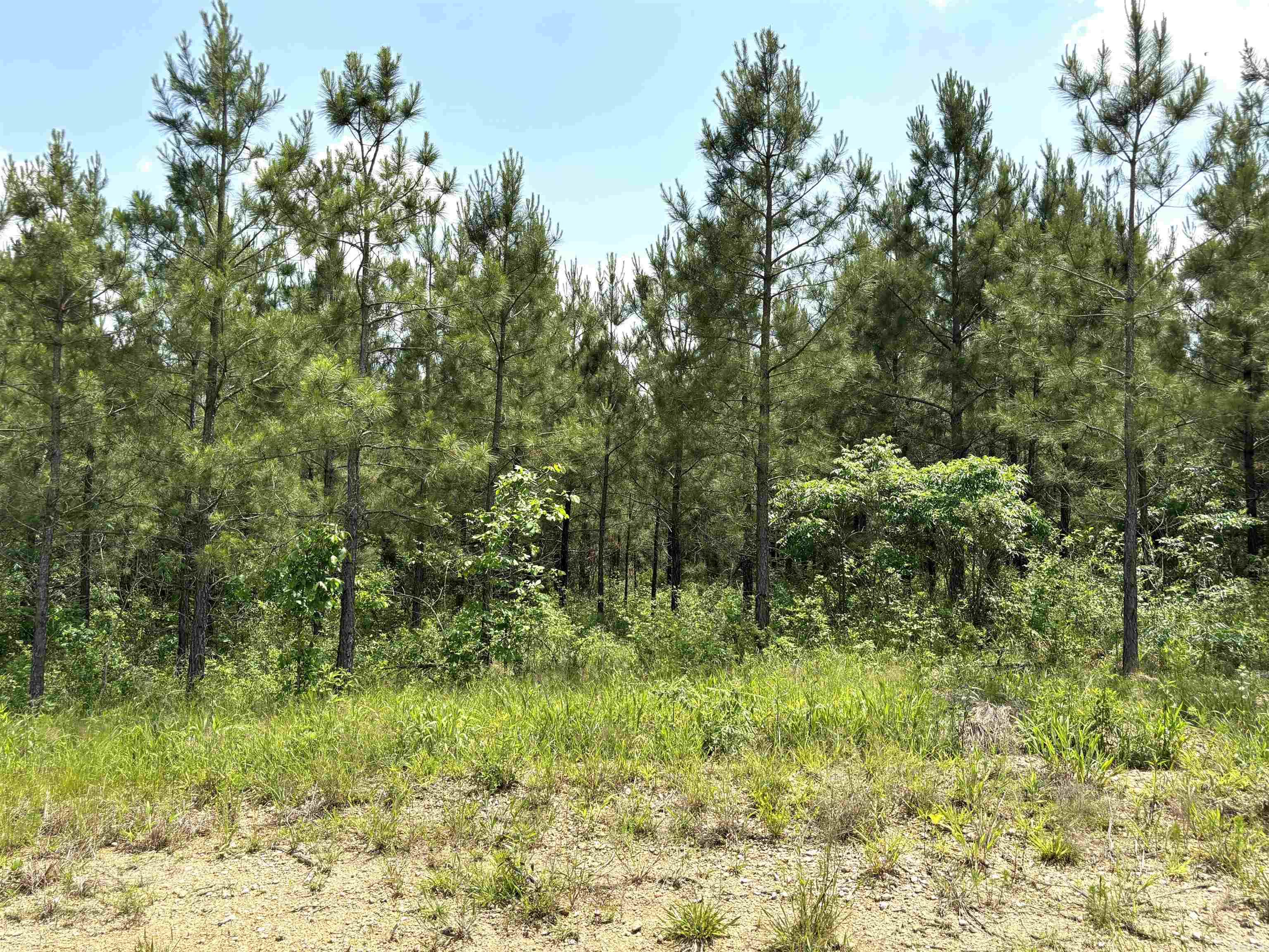 lot 27  Grant County Road 763  Sheridan, AR