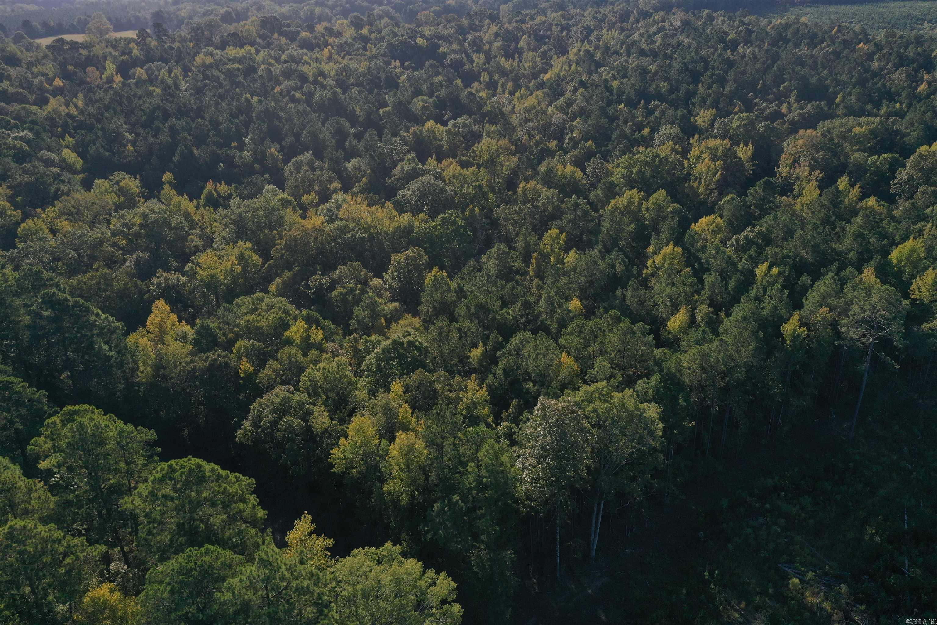 Red Springs Road