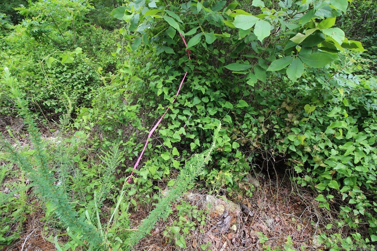 0  Mt. Riante  Hot Springs, AR