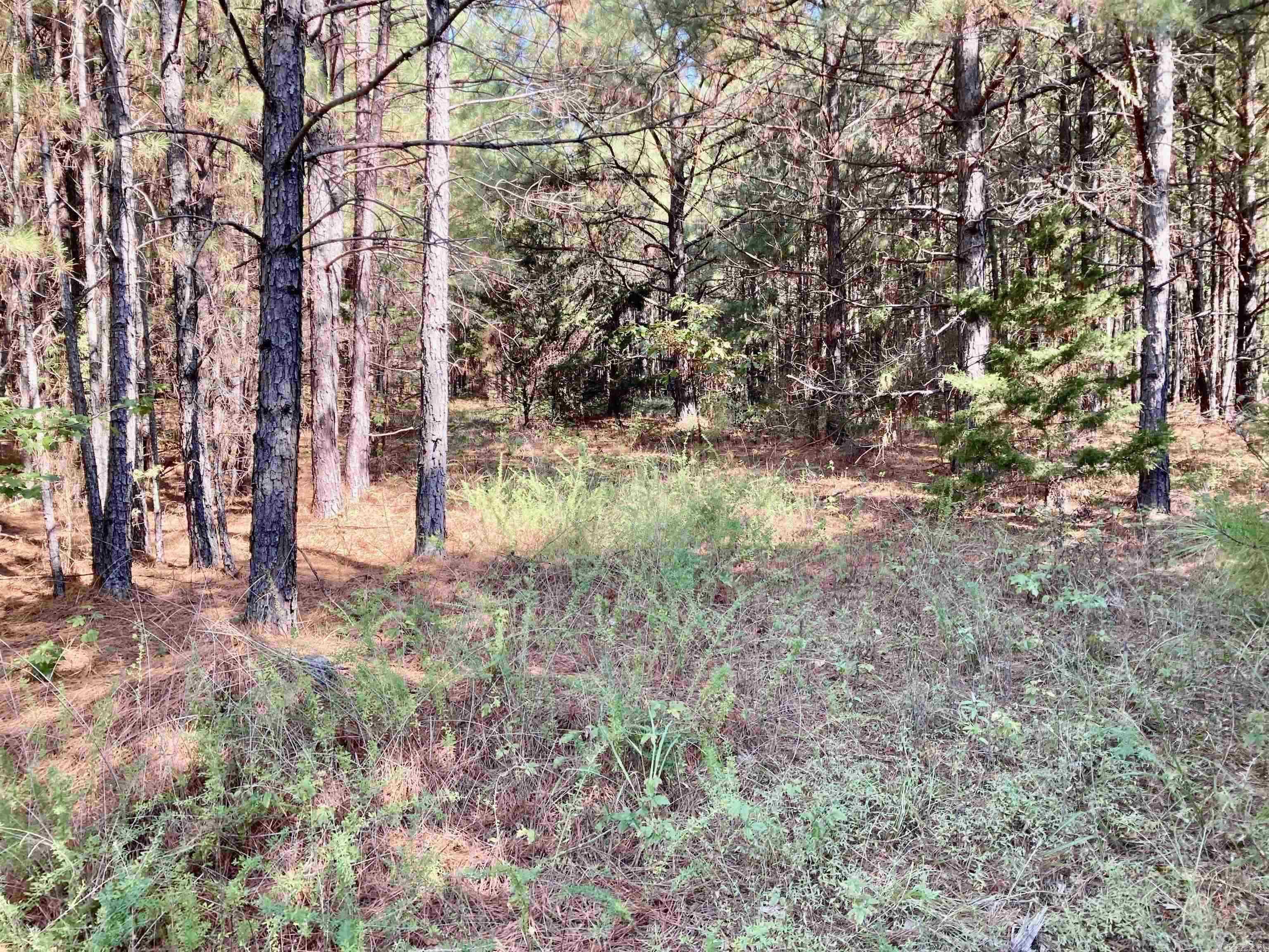 36  Lieblong  Greenbrier, AR