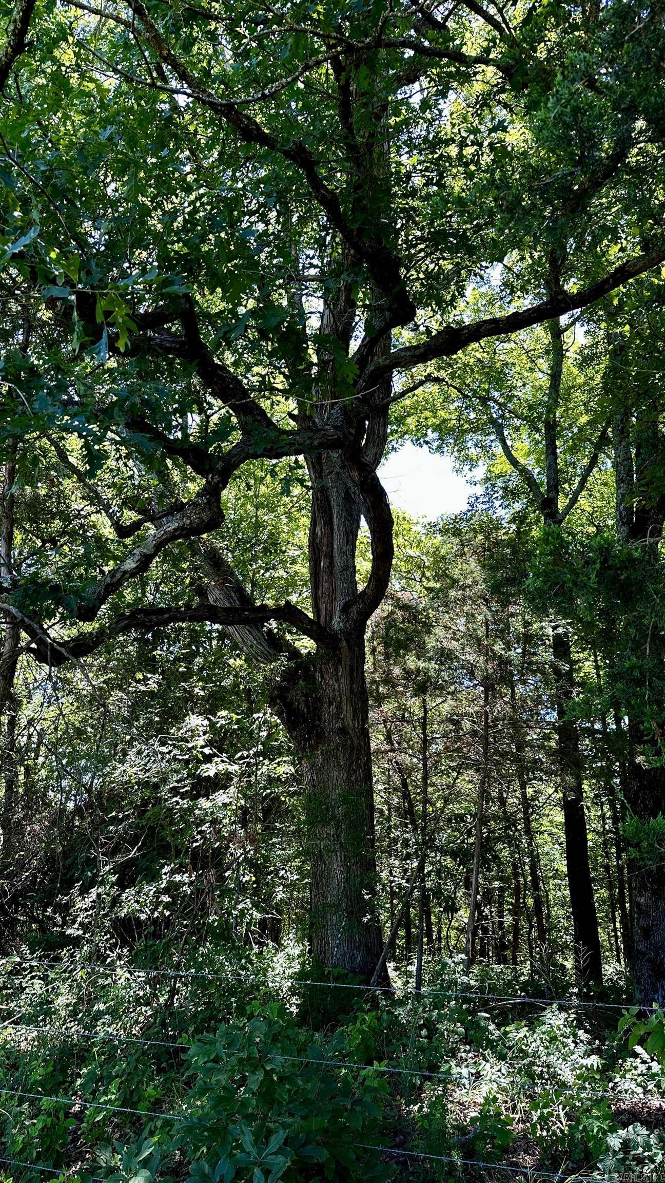 000  Ray King Rd.  Judsonia, AR