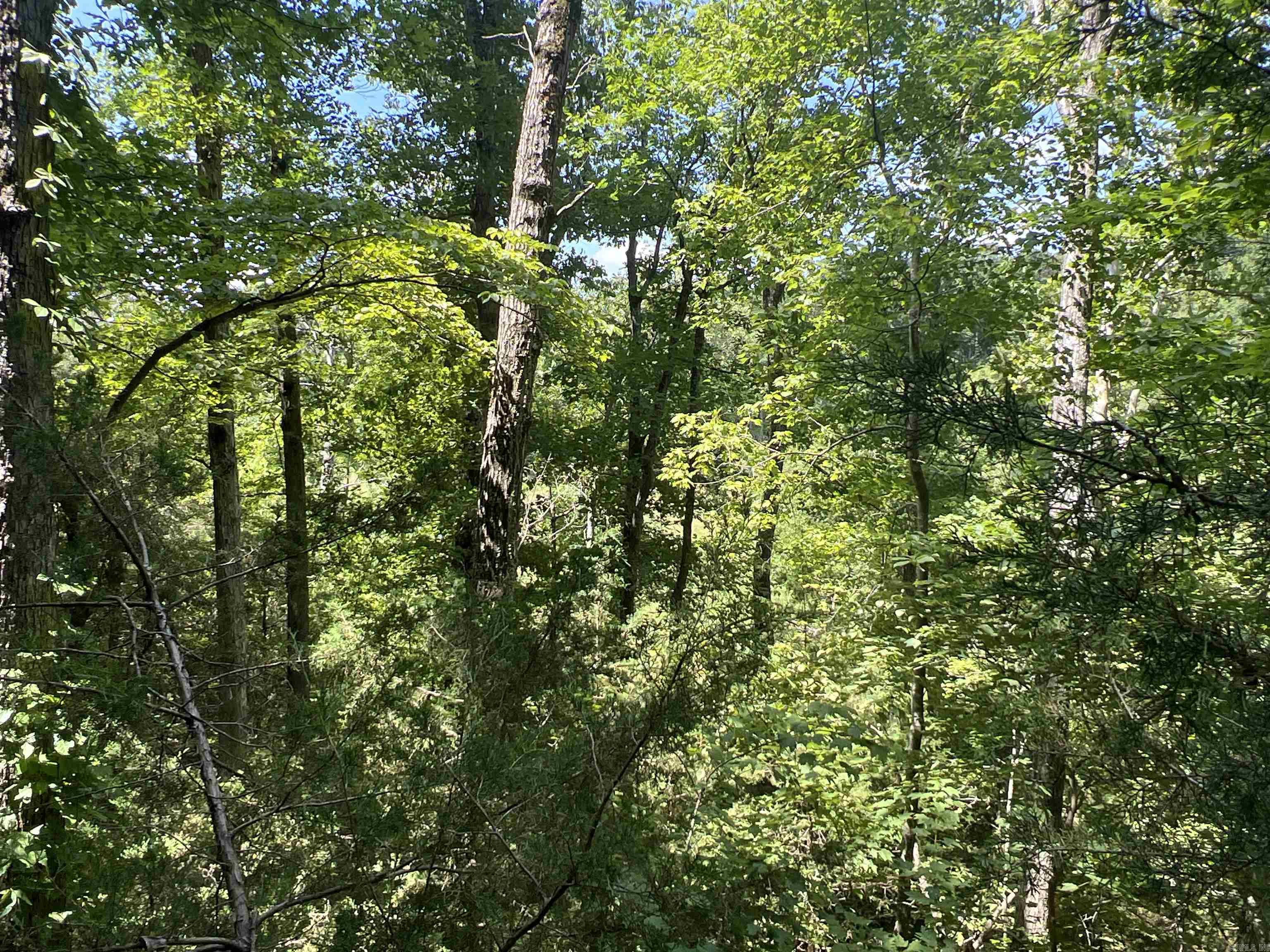 1717  Grassy  Marshall, AR