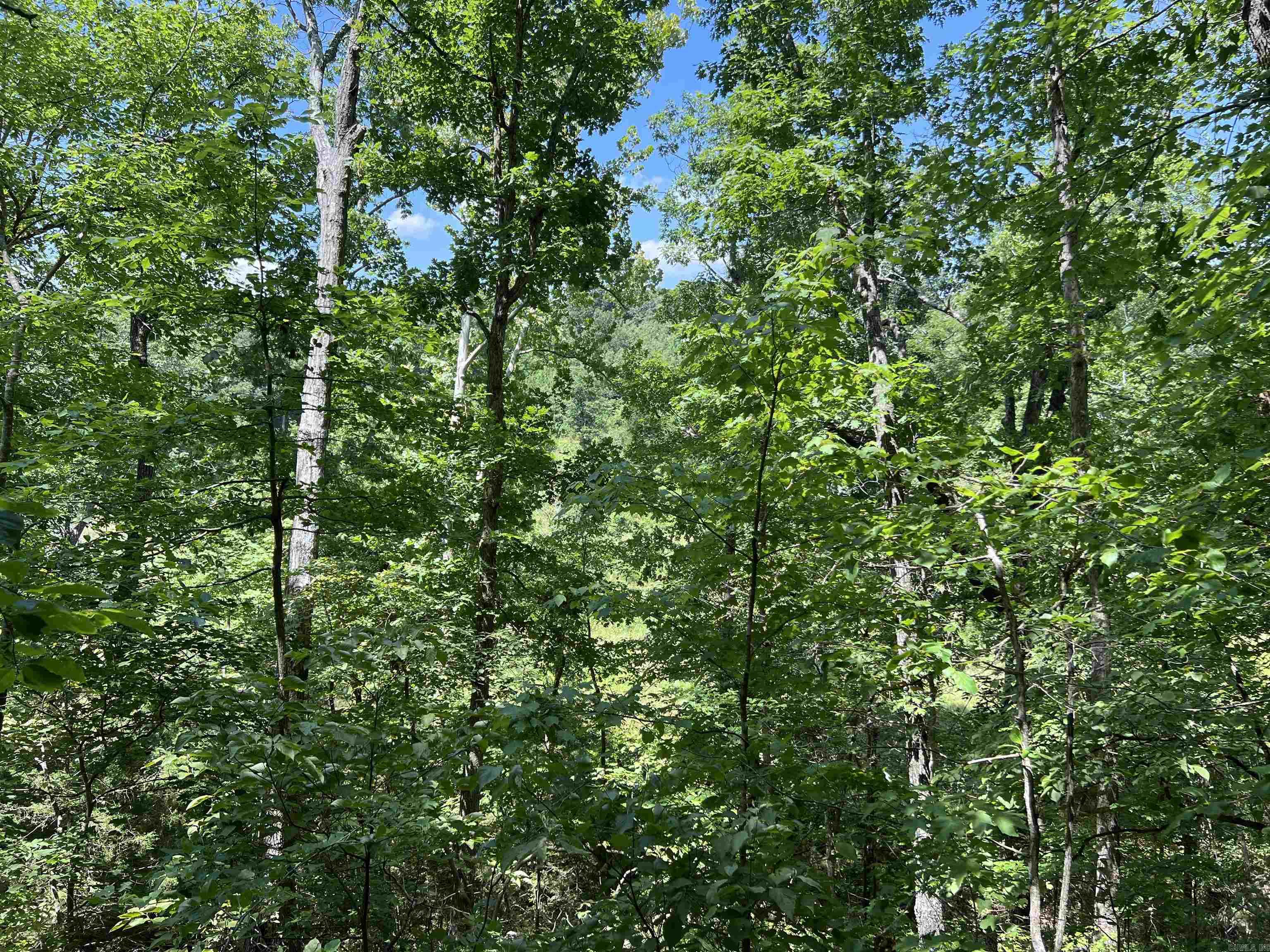 1717  Grassy  Marshall, AR