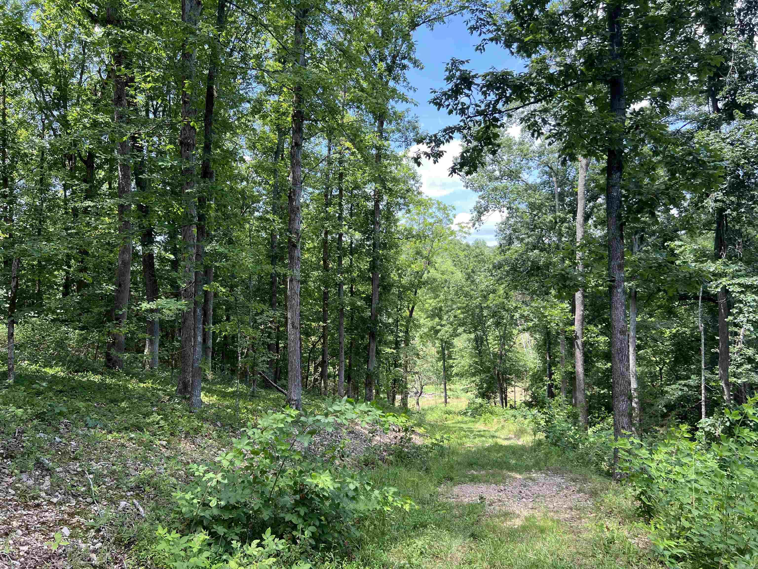1717  Grassy  Marshall, AR