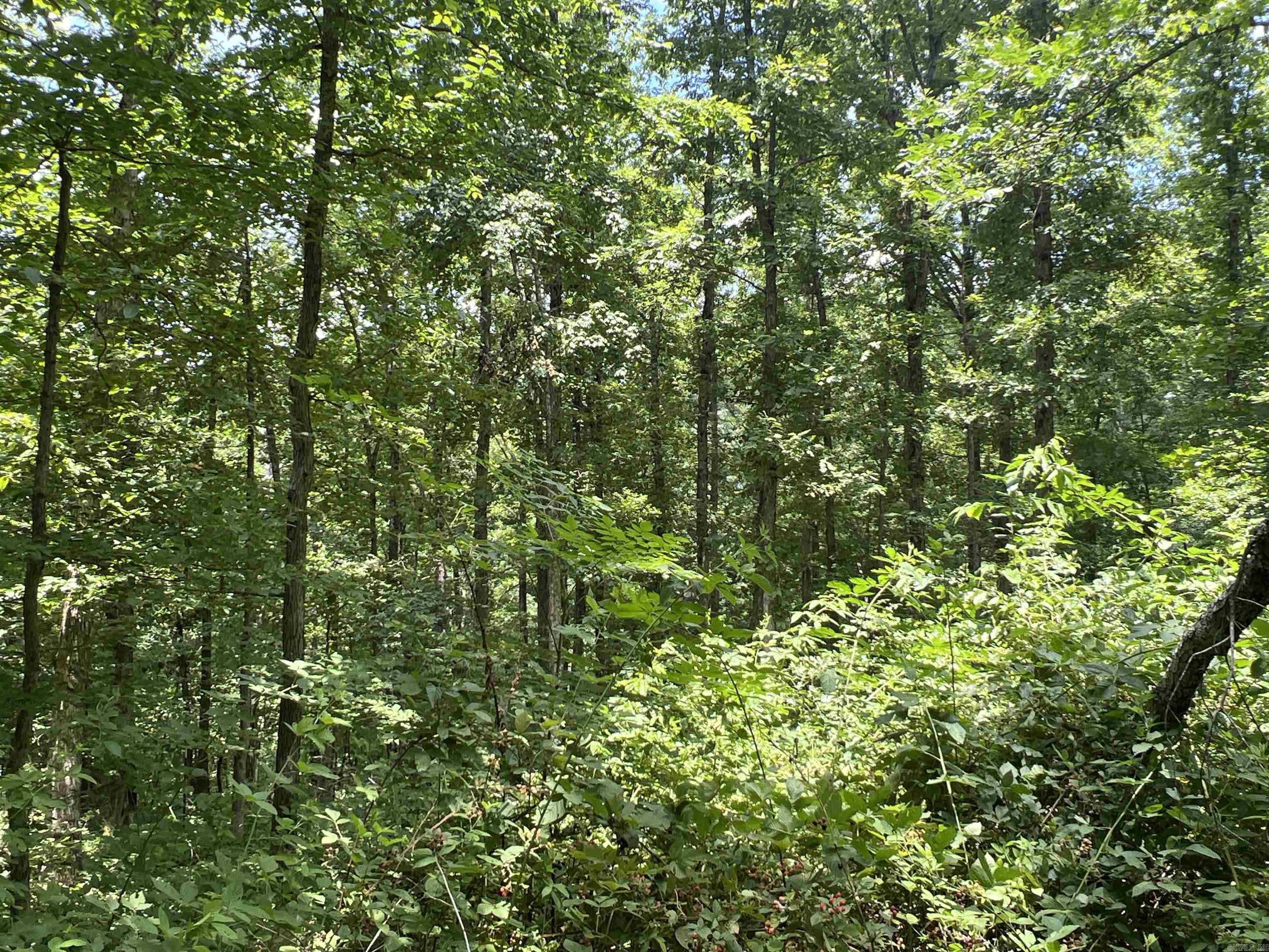 1717  Grassy  Marshall, AR