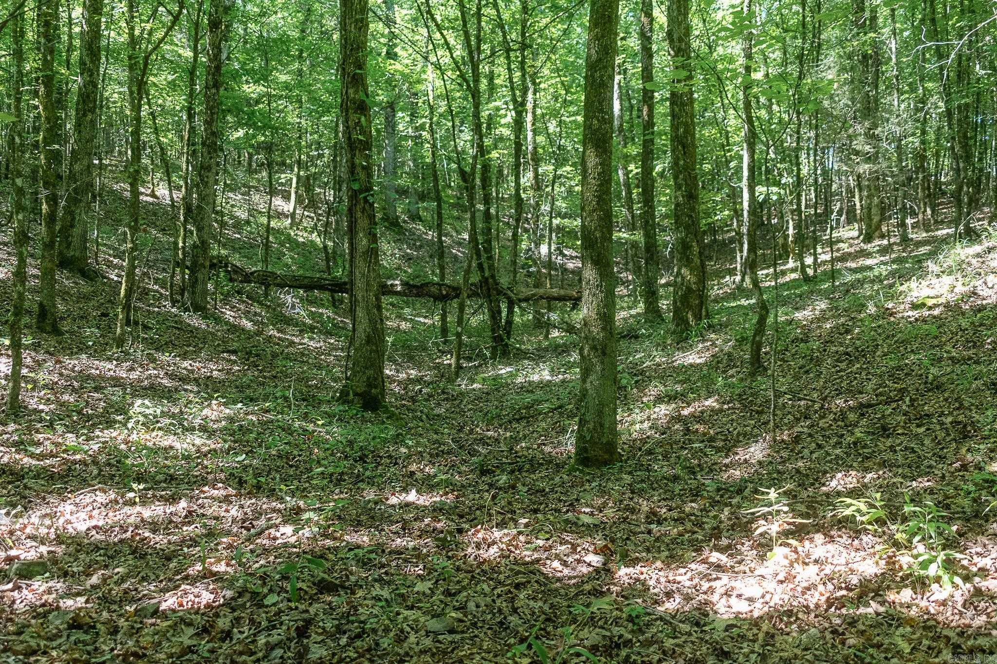 343  Almond Rd  Gillham, AR