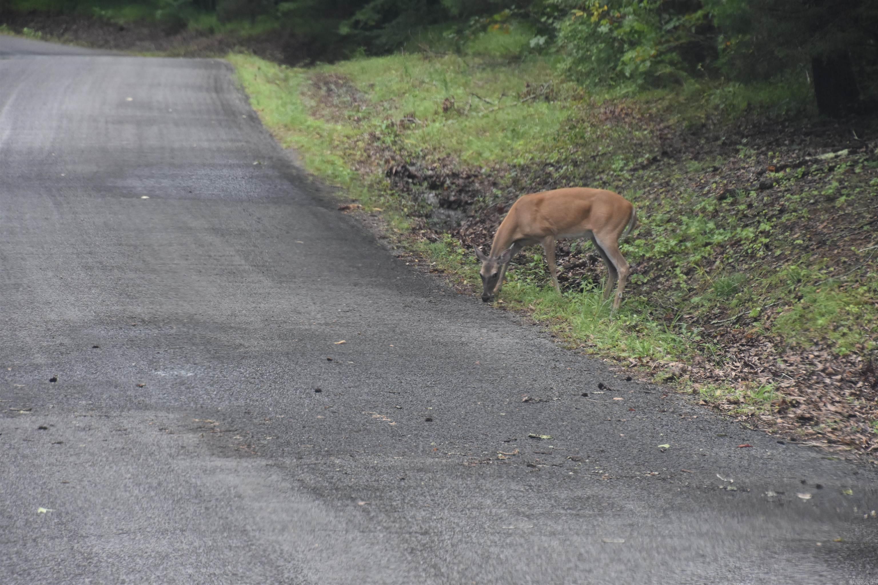 Lot 8  River Crest  Heber Springs, AR