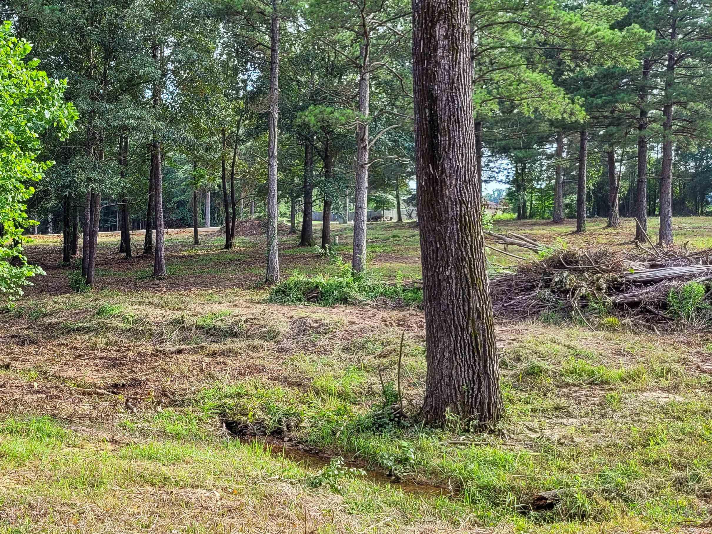 137  Leopard  De Queen, AR