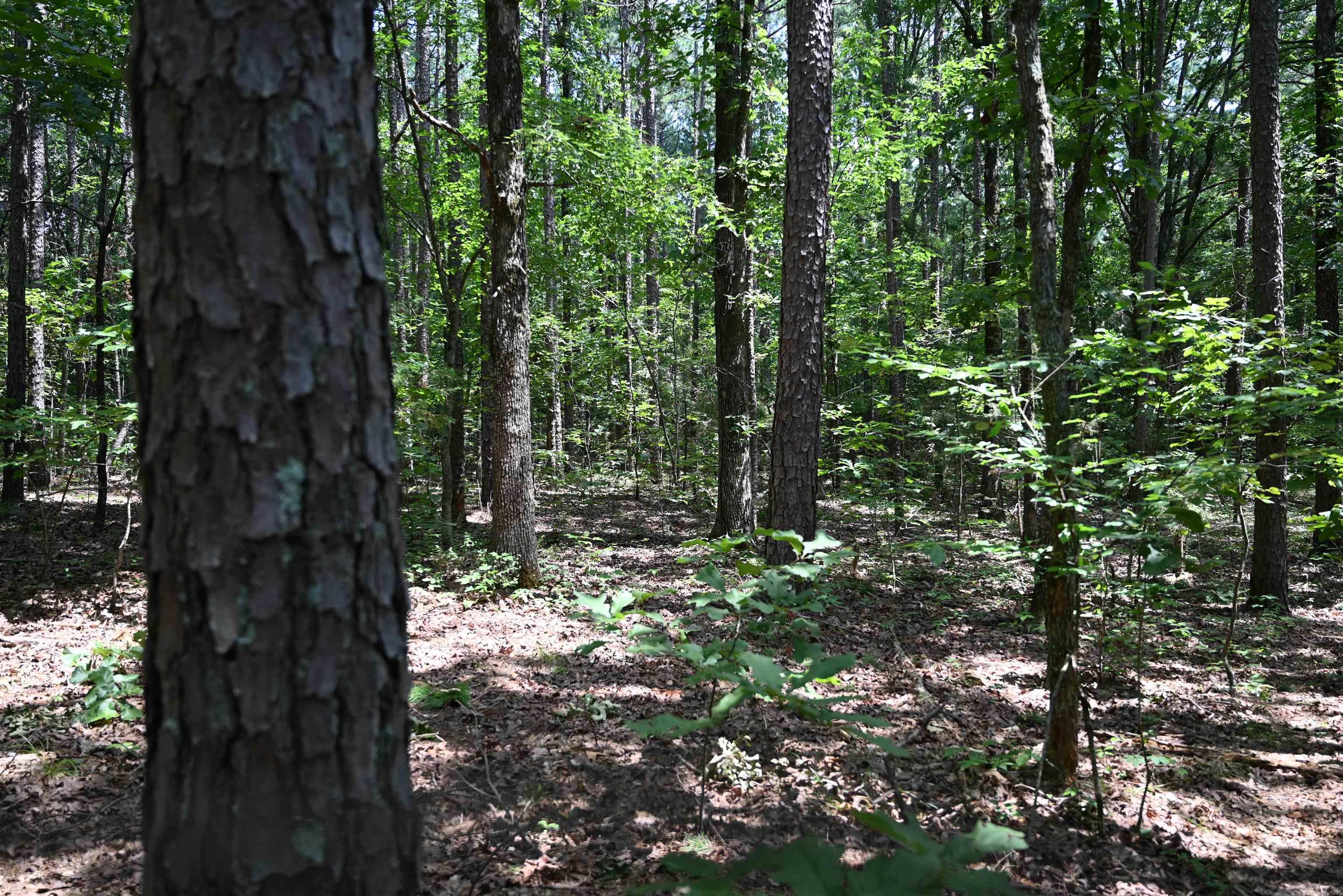 246 KIRKENDOLL Clinton, AR 72031