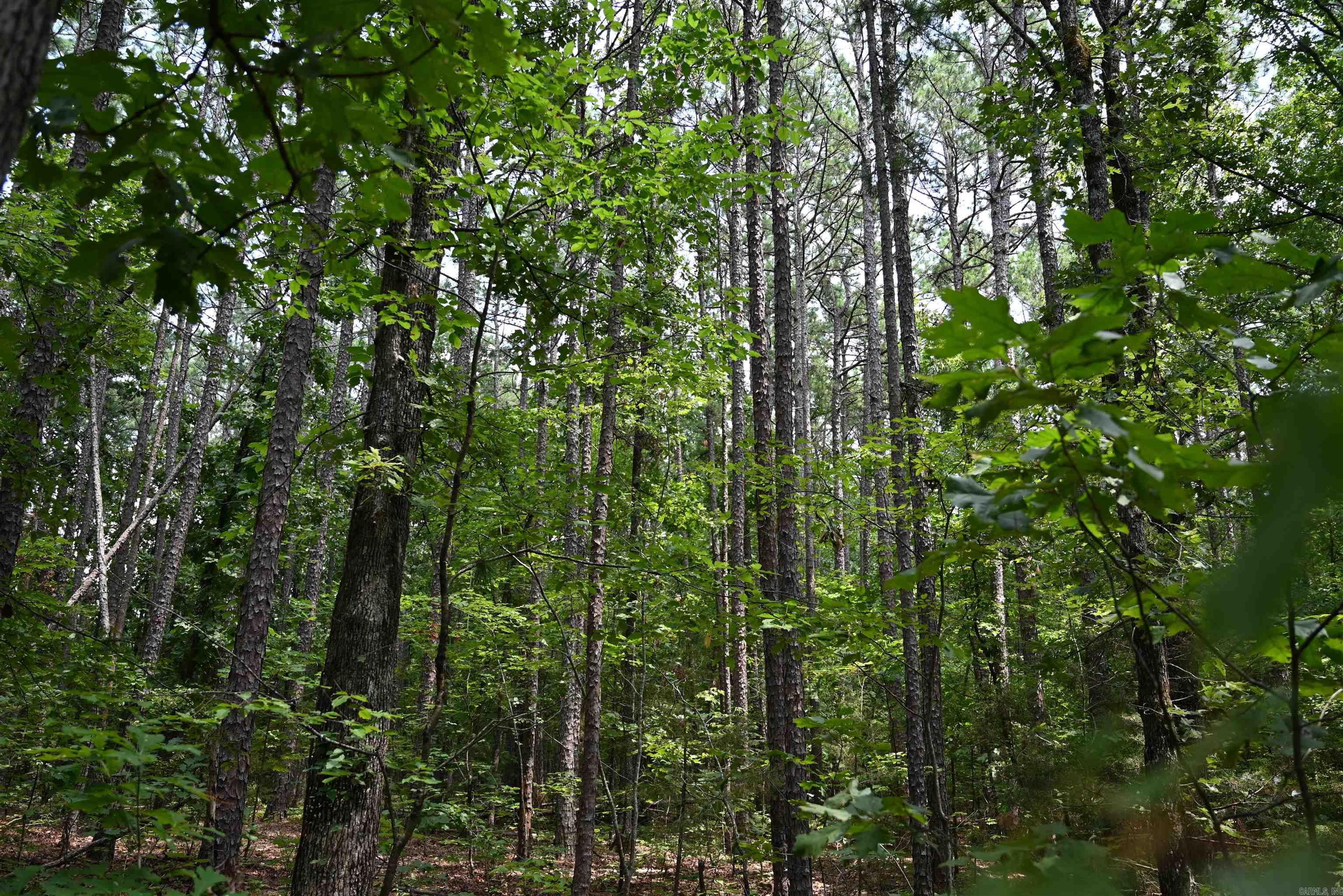 246 KIRKENDOLL Clinton, AR 72031
