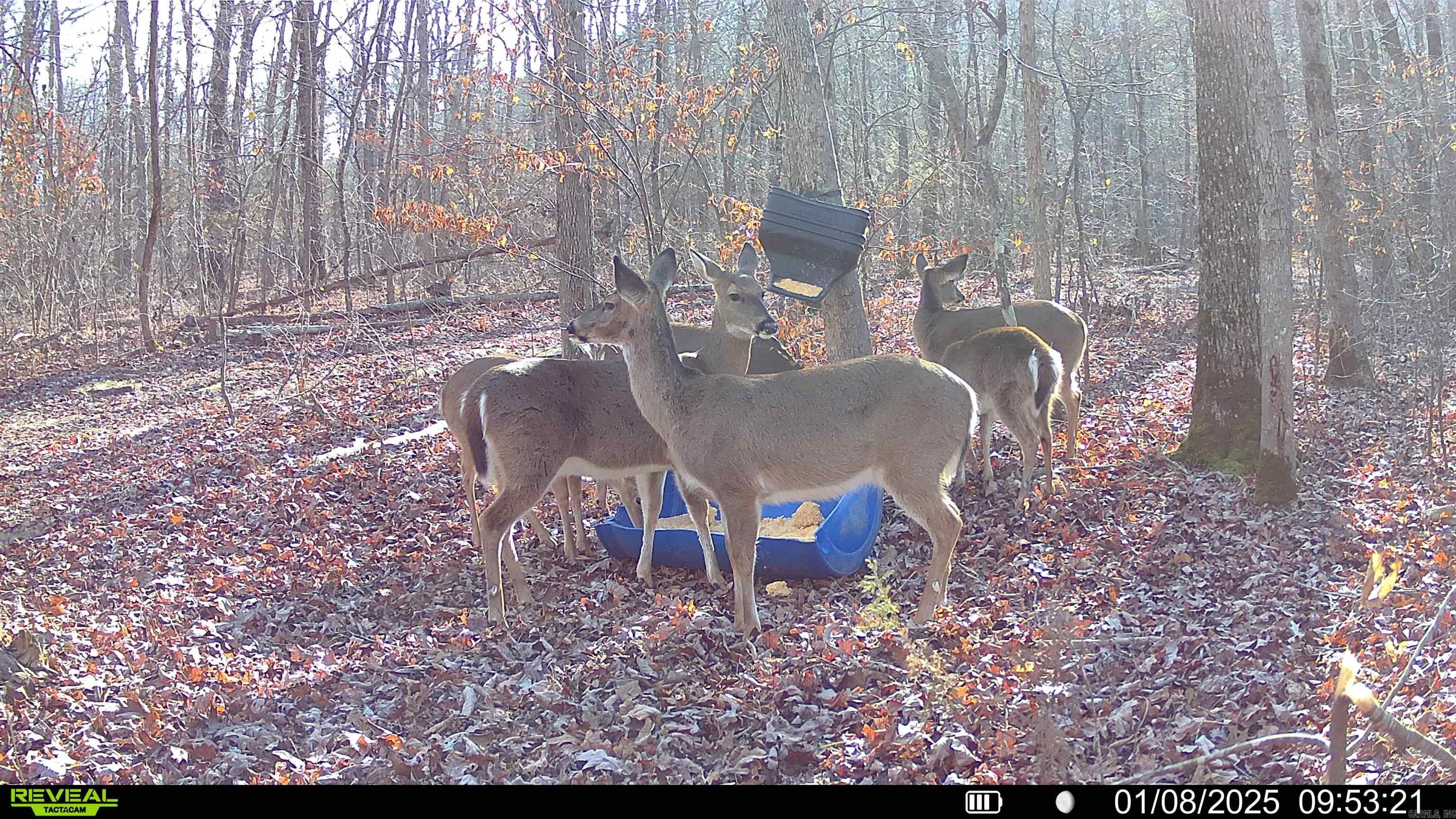 1425  Turkey Creek  Mountain View, AR