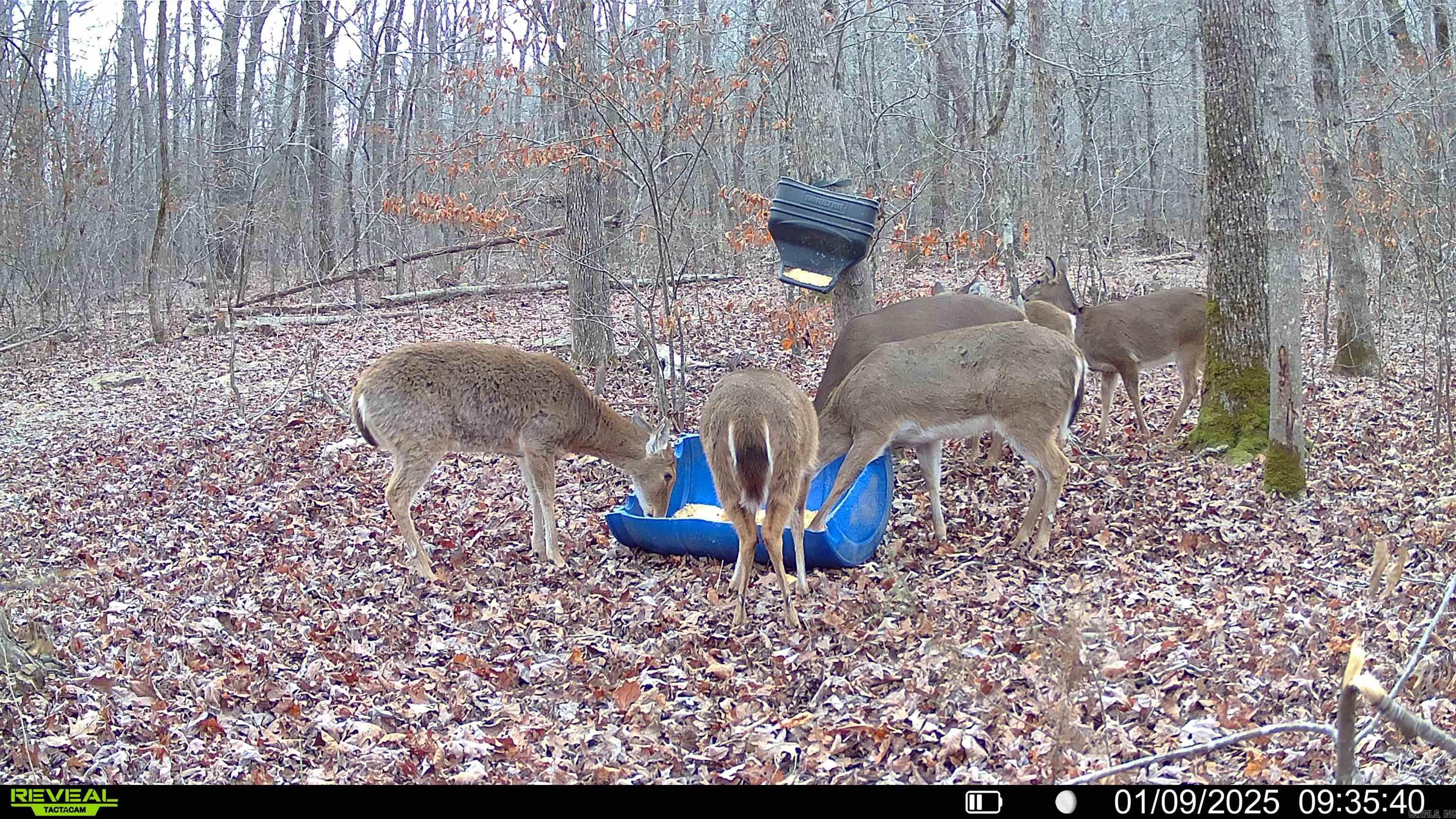 1425  Turkey Creek  Mountain View, AR