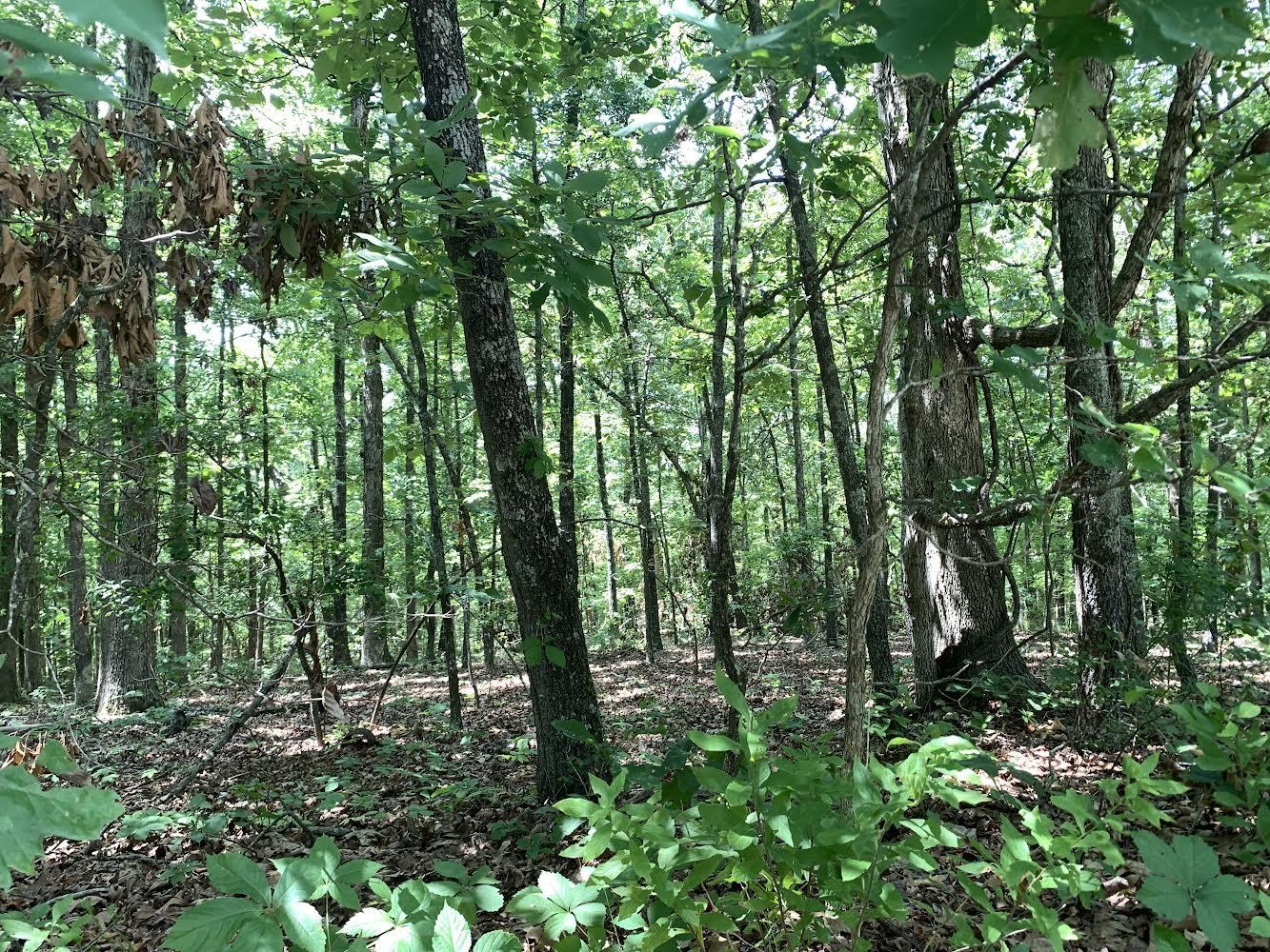   Summit Ridge Dr and Deer Run Rd  Ozark Acres, AR