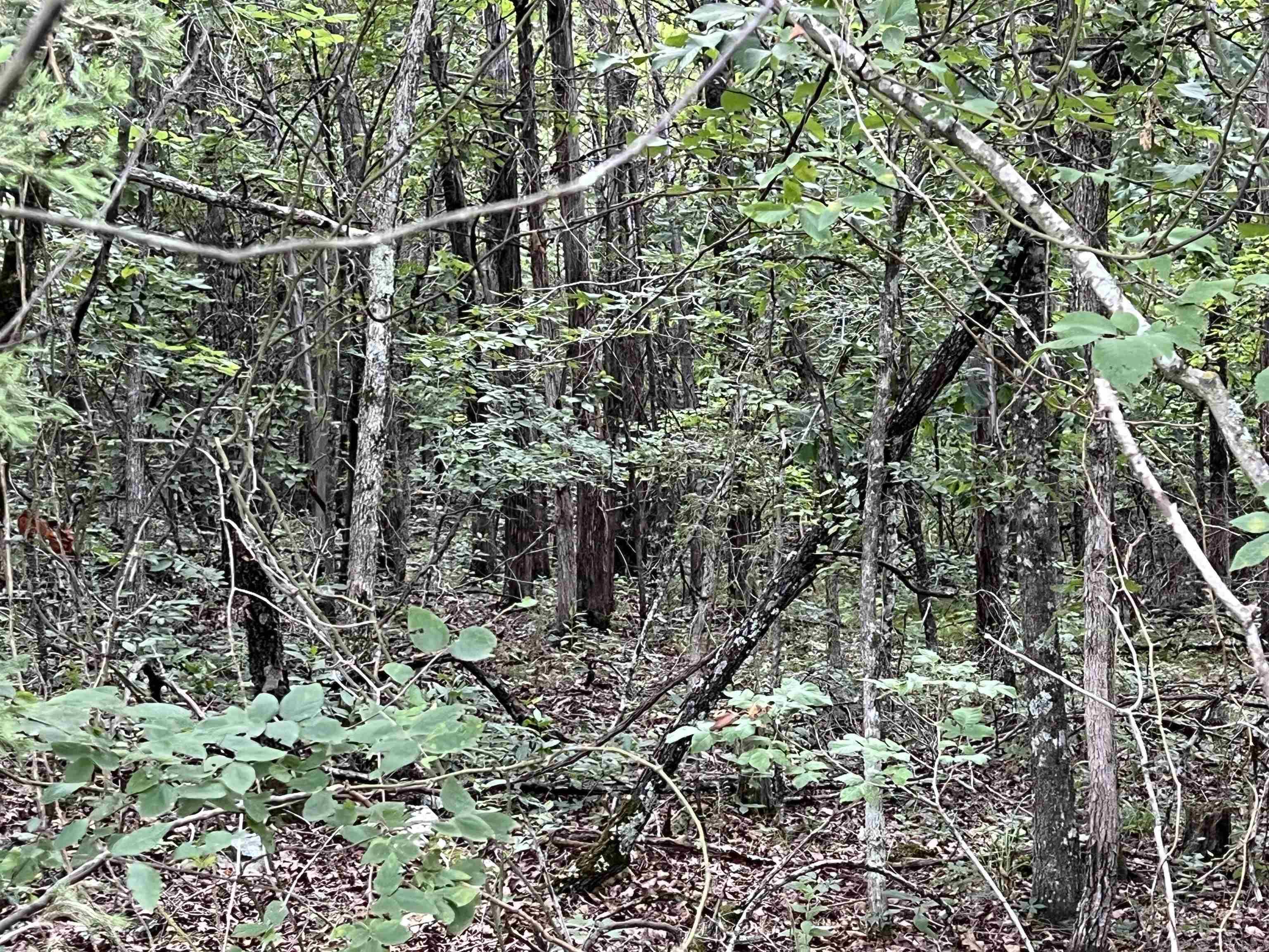   Cedar Creek  Harrison, AR