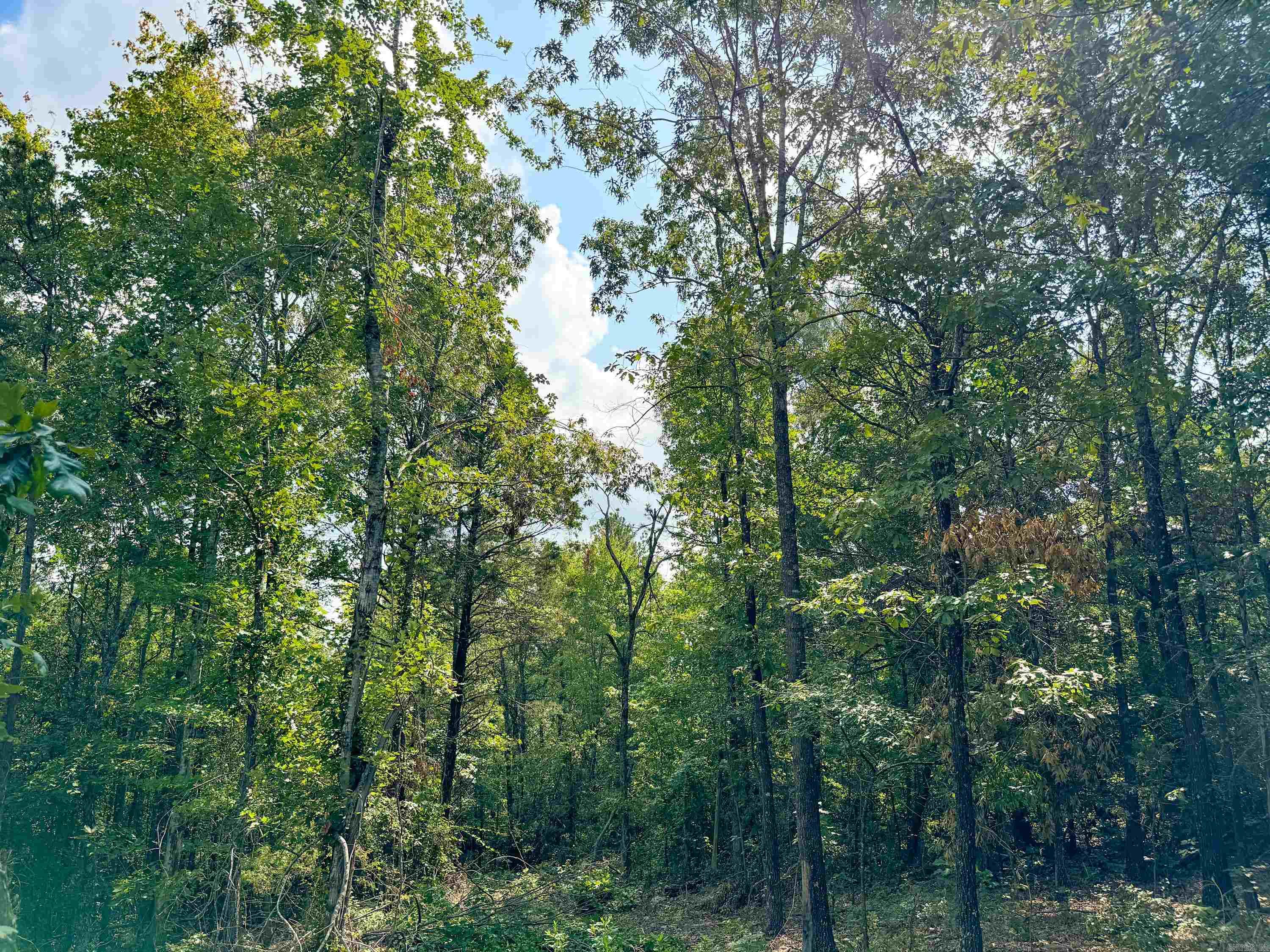 1300  Scroggins Creek  Bee Branch, AR