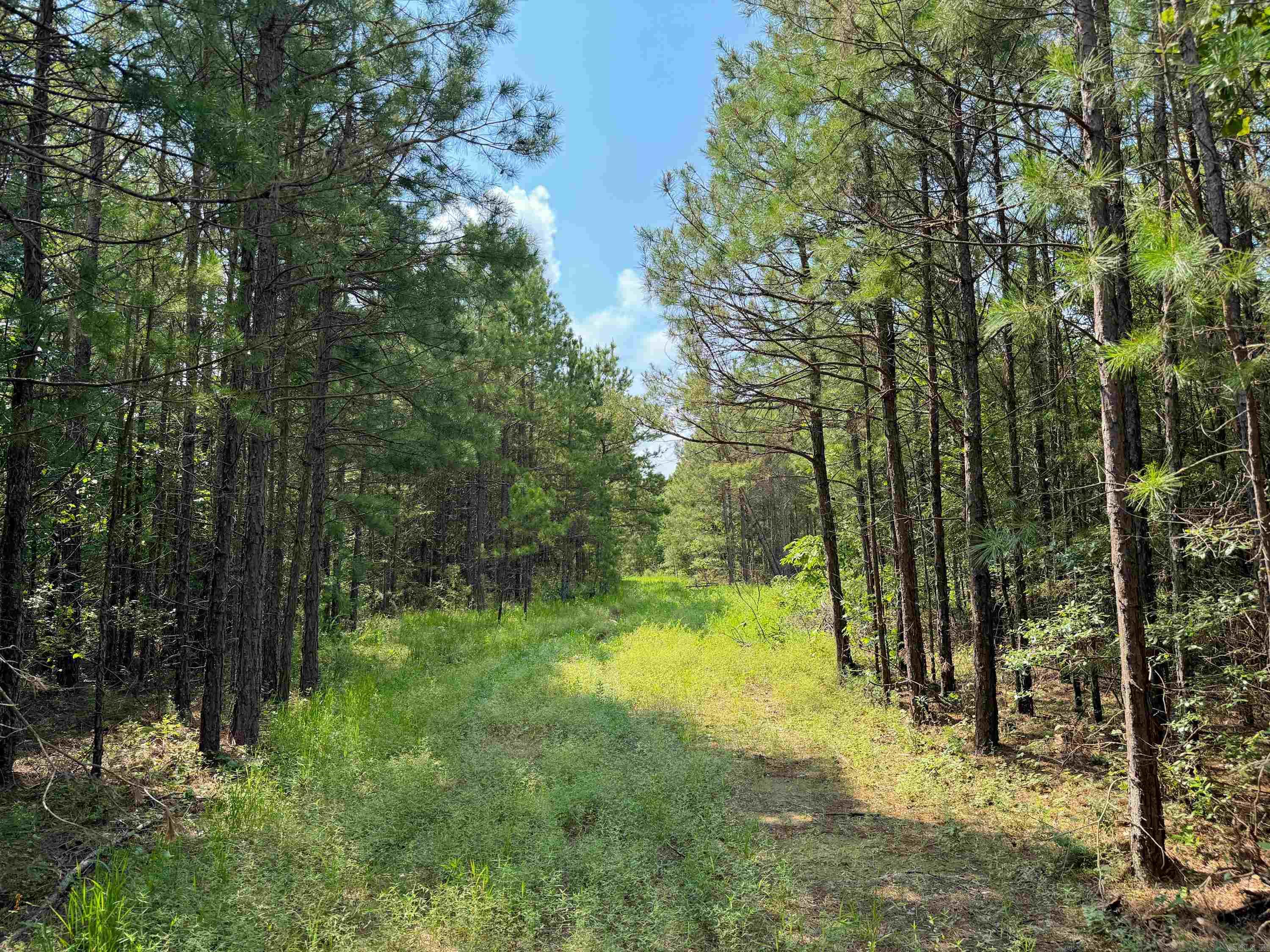 1300  Scroggins Creek  Bee Branch, AR