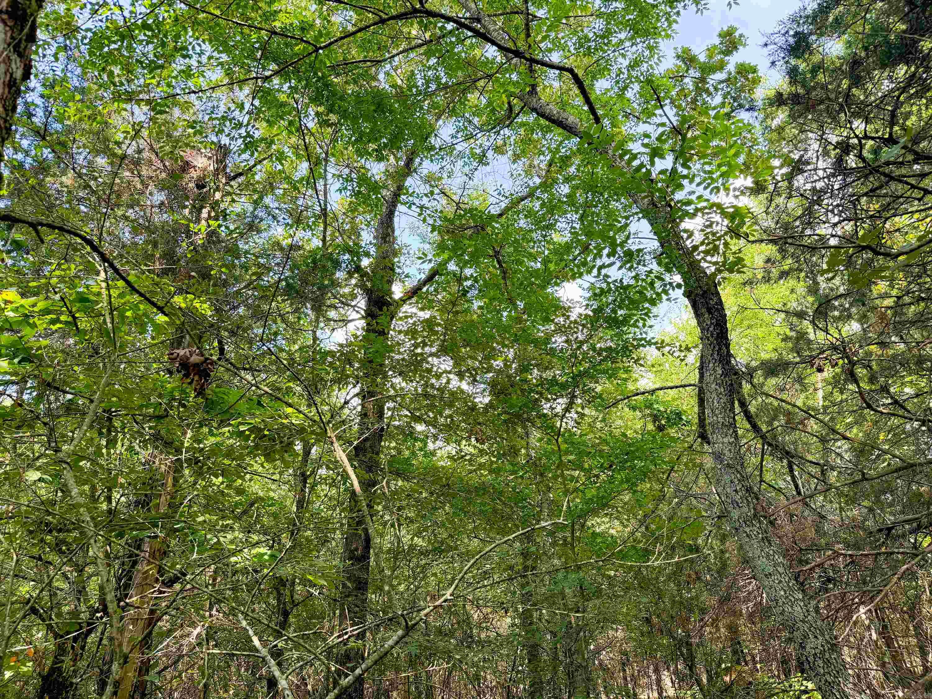 1300  Scroggins Creek  Bee Branch, AR