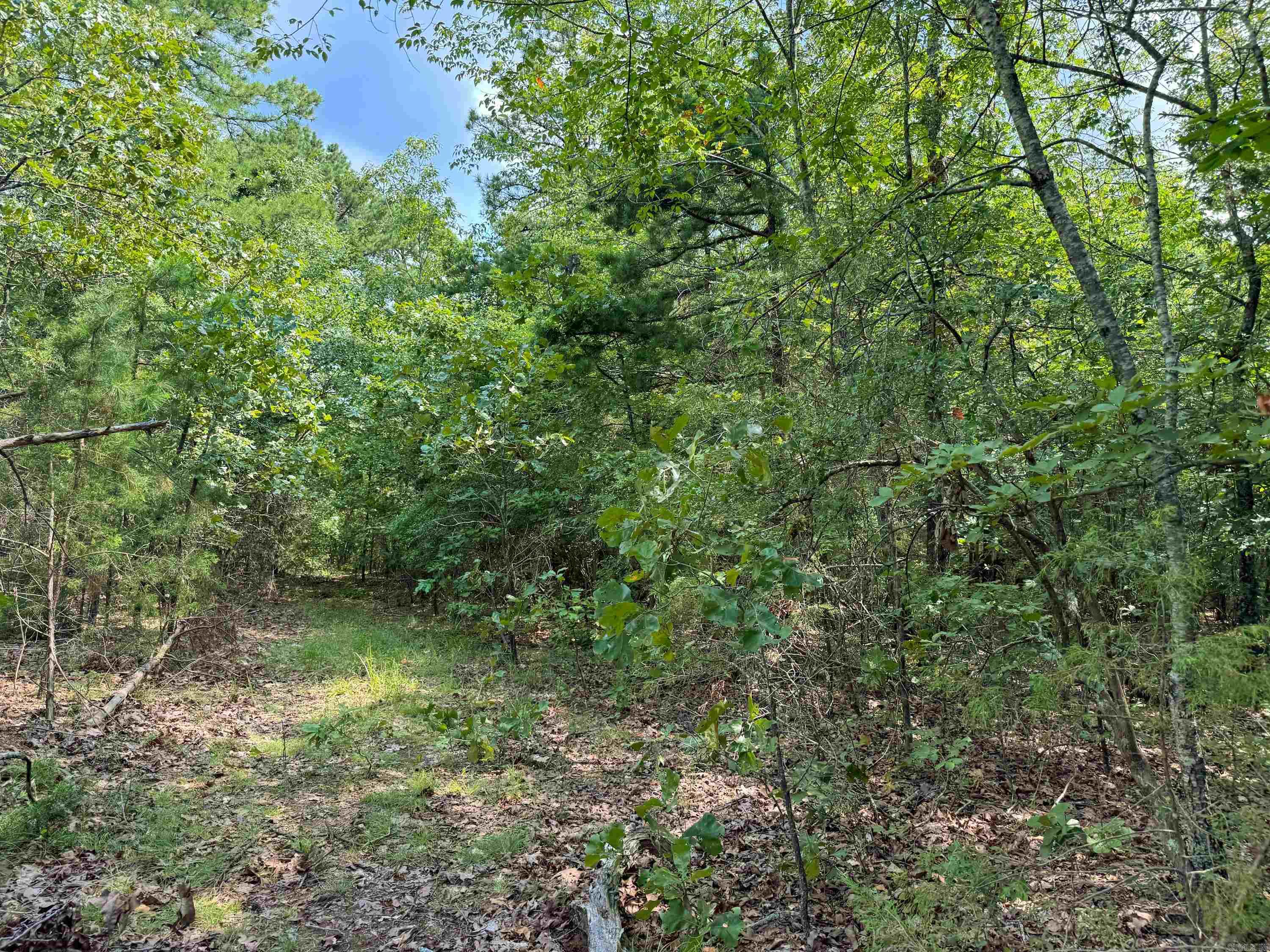 1300  Scroggins Creek  Bee Branch, AR