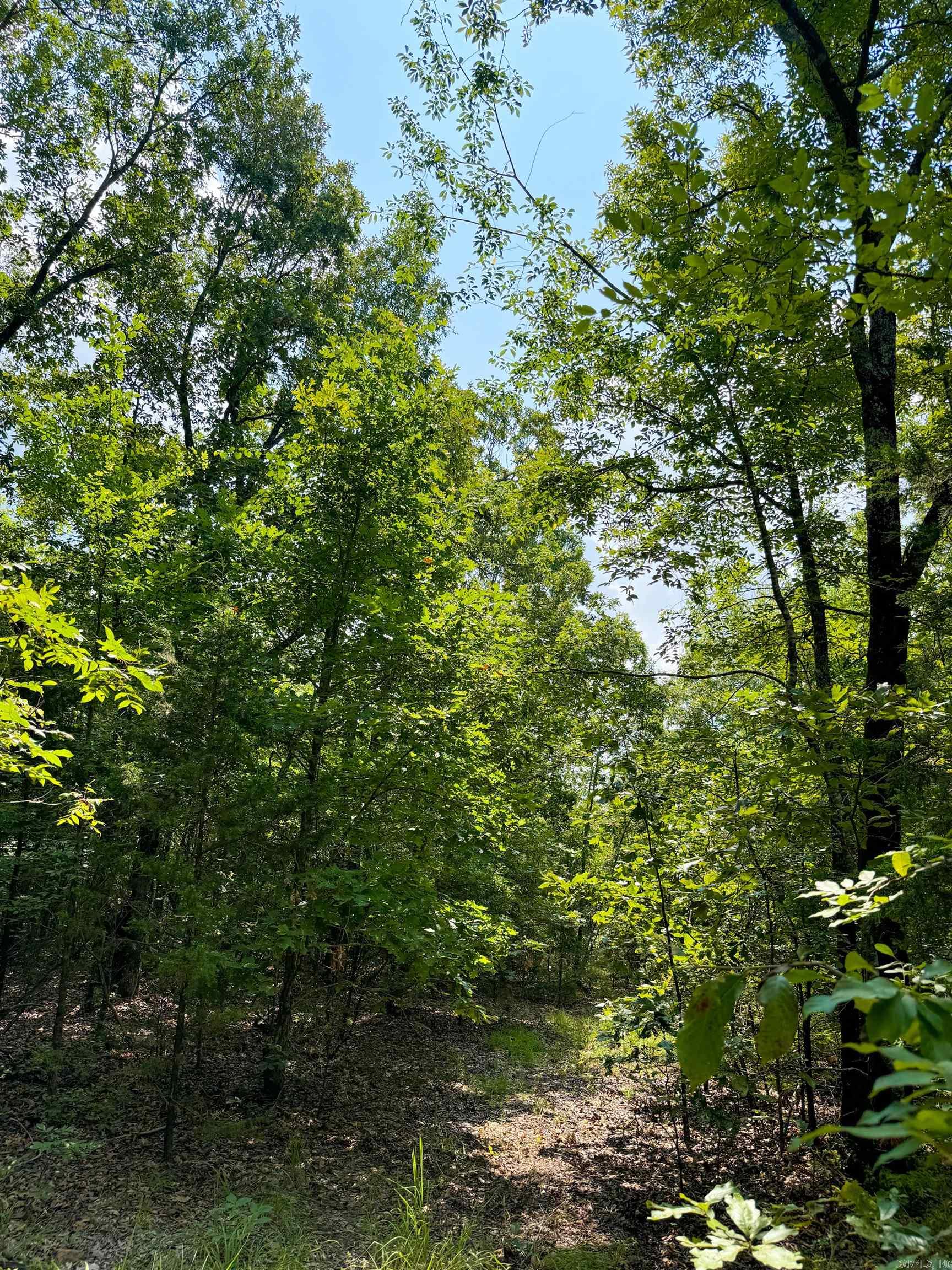 1300  Scroggins Creek  Bee Branch, AR
