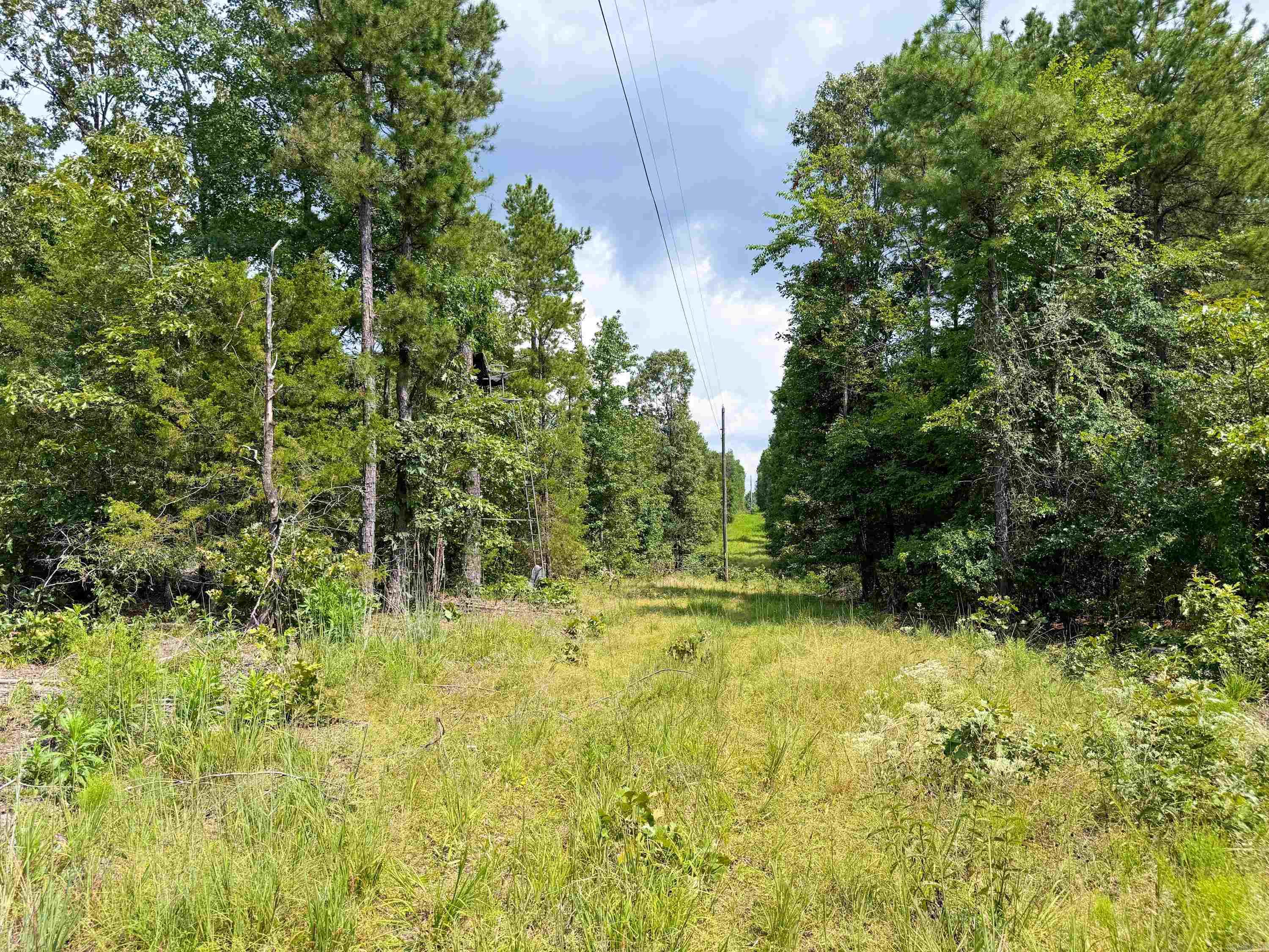 1300  Scroggins Creek  Bee Branch, AR