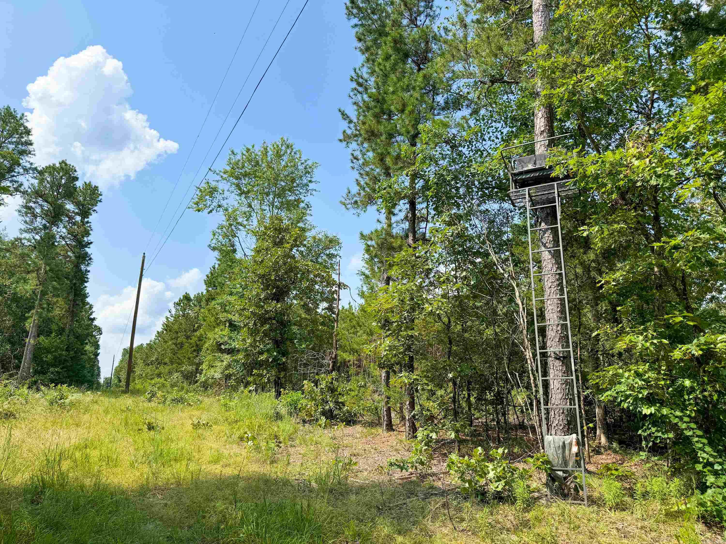 1300  Scroggins Creek  Bee Branch, AR
