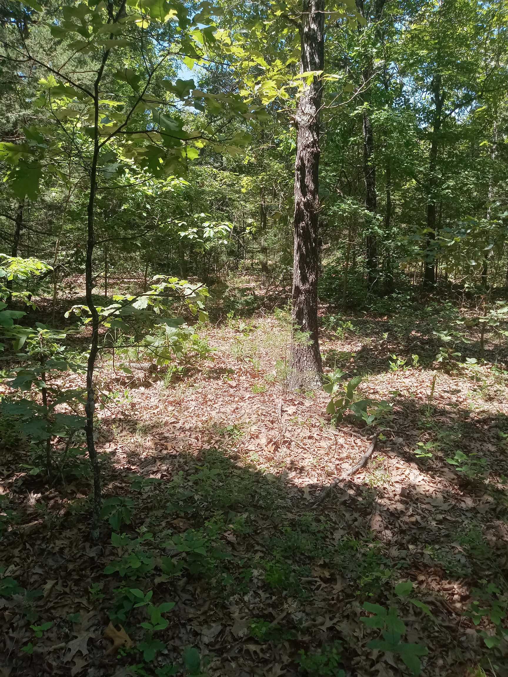 208  Orchard Ln  Glencoe, AR