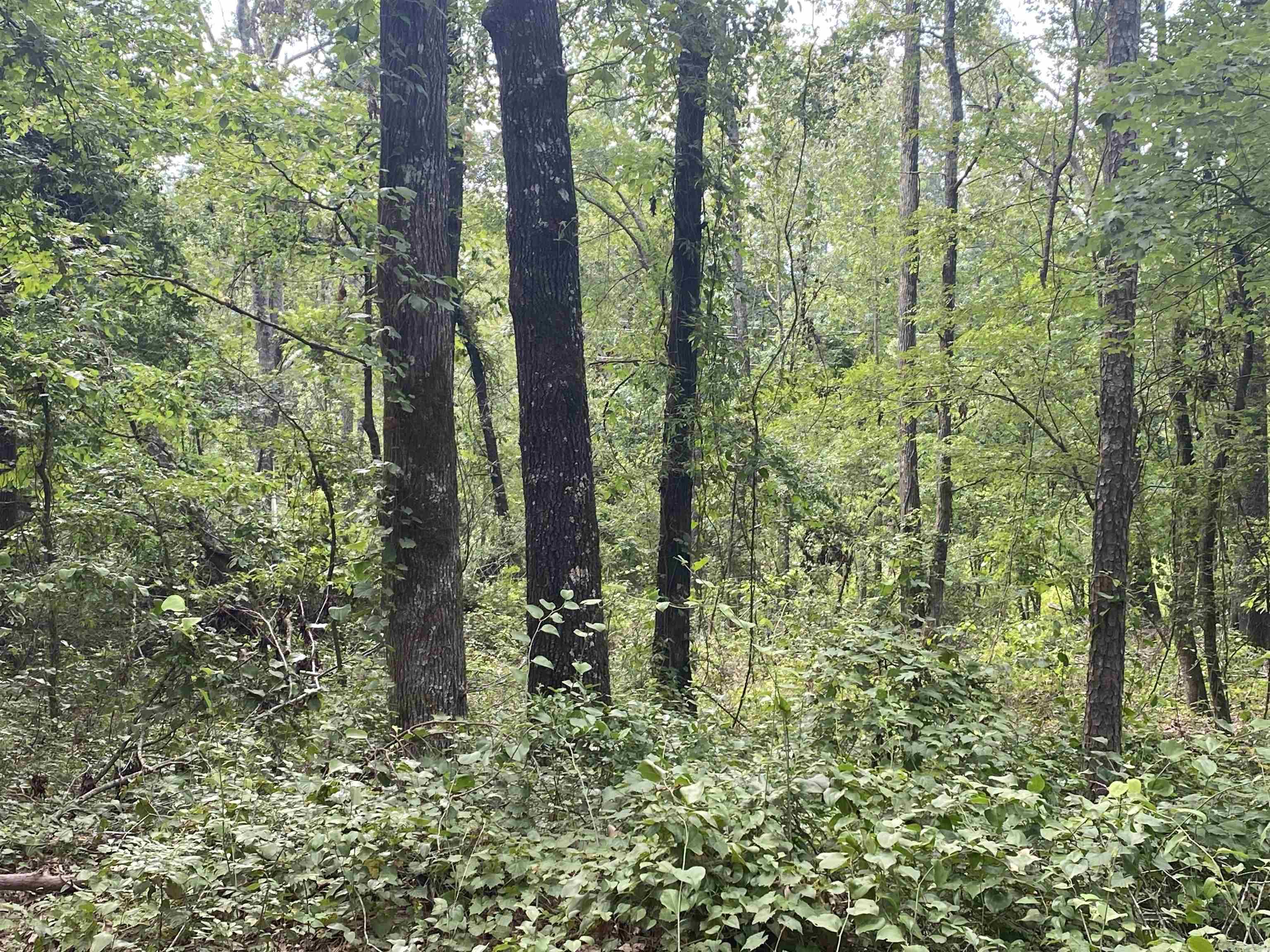 TBD  SHADE GROVE RD.  Glendale, AR