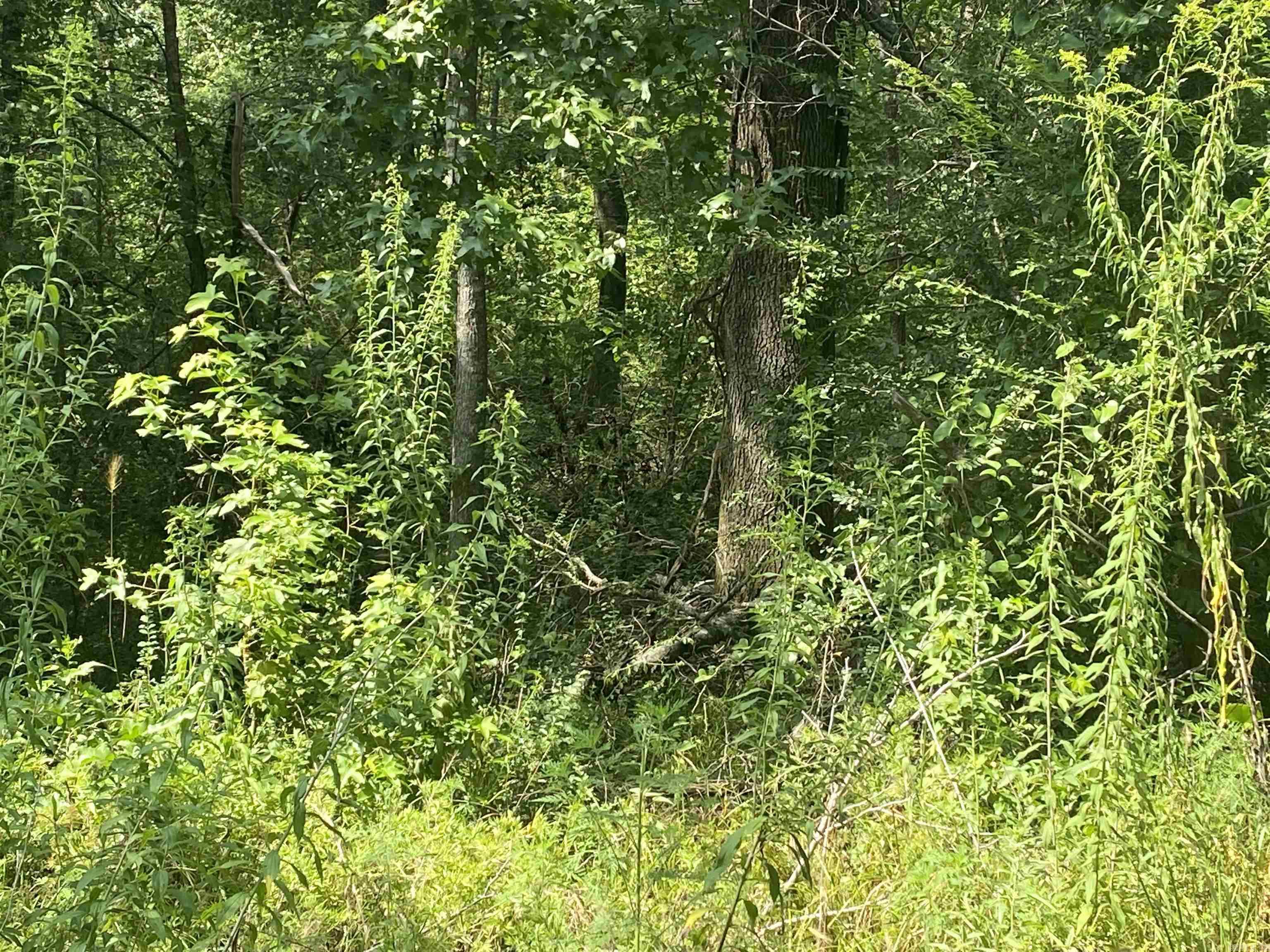 TBD  SHADE GROVE RD.  Glendale, AR