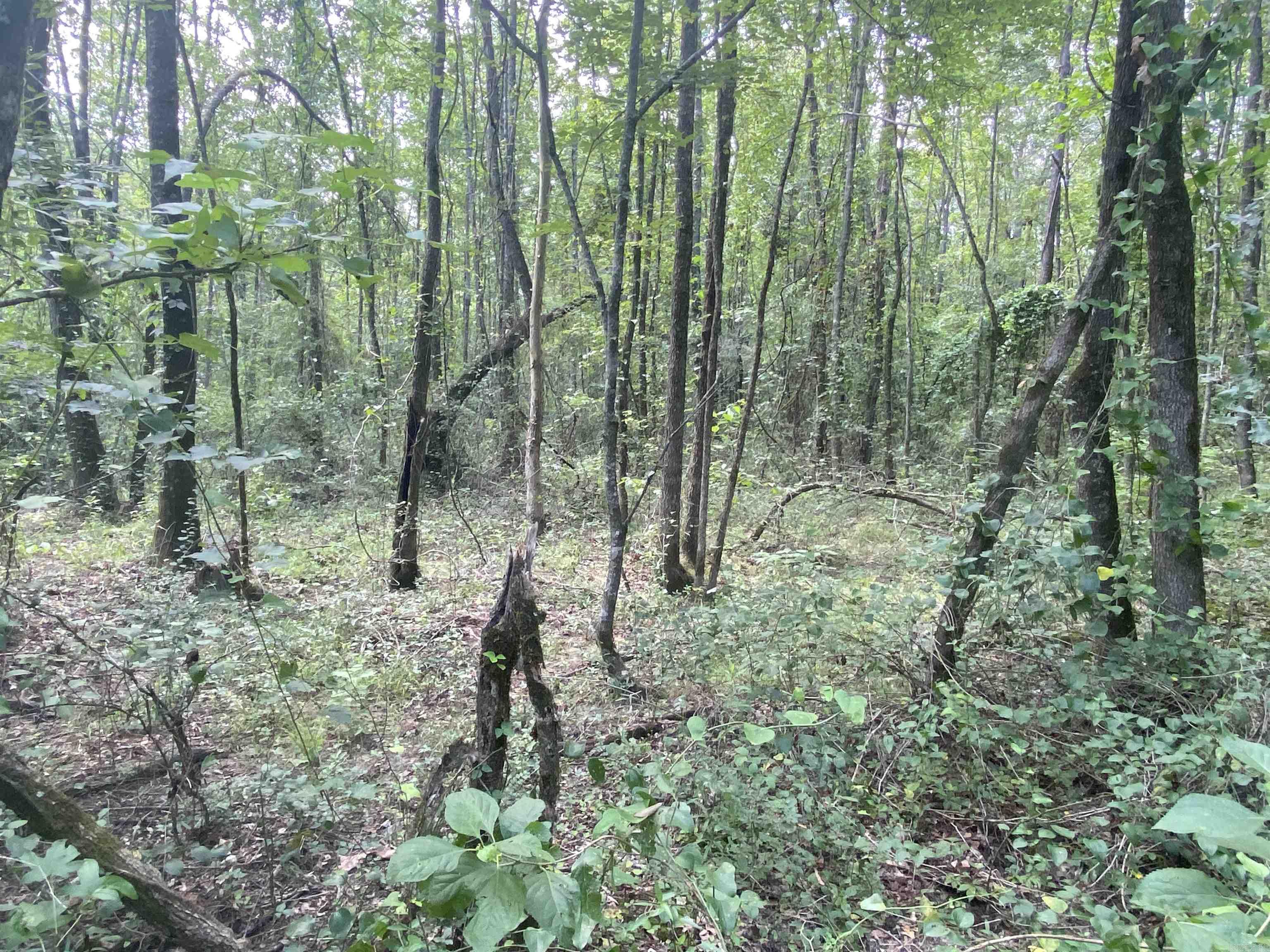 TBD  SHADE GROVE RD.  Glendale, AR