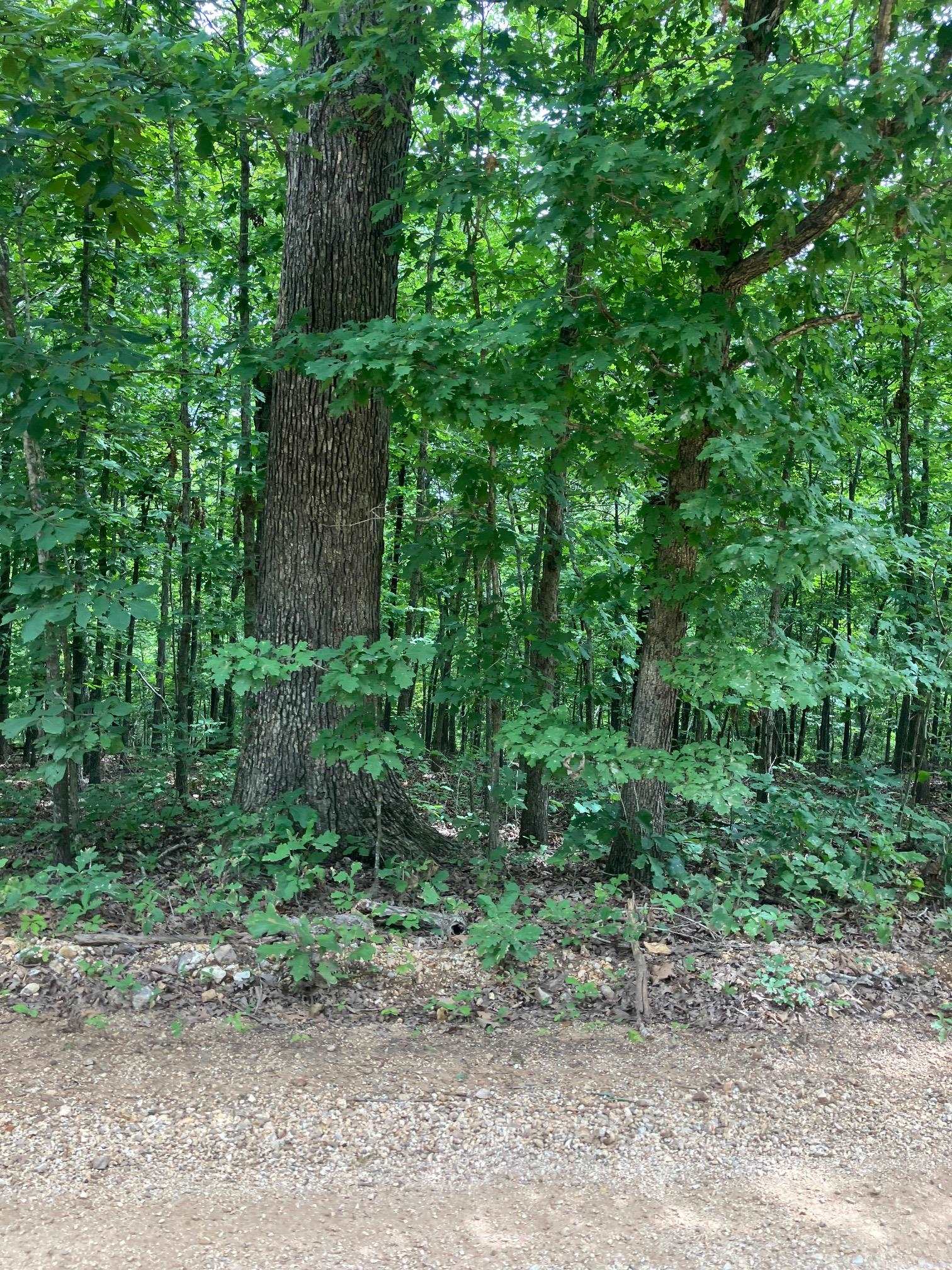 1859  Springwood Road  Hardy, AR