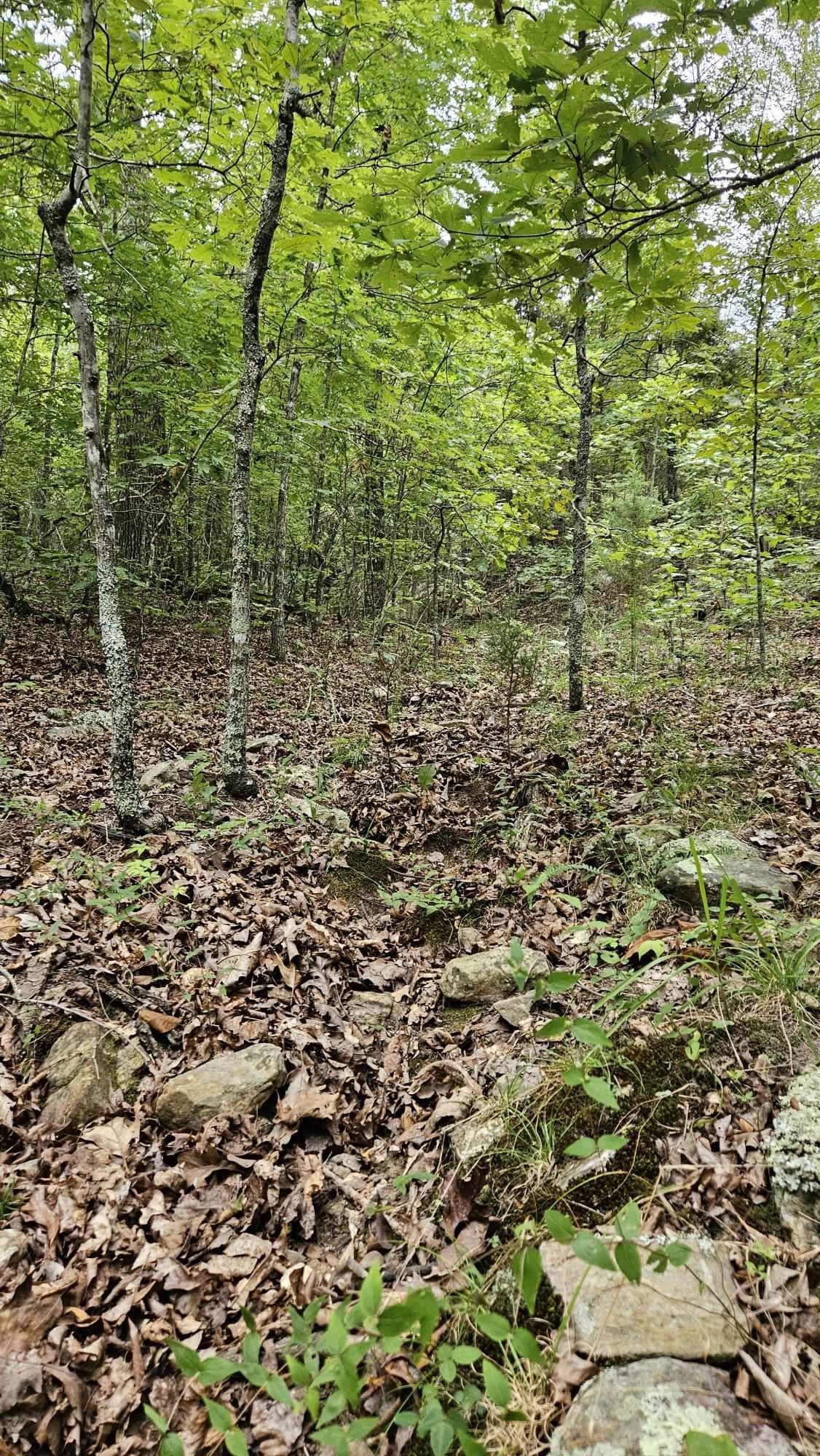 102 N Mother Lode  Horseshoe Bend, AR