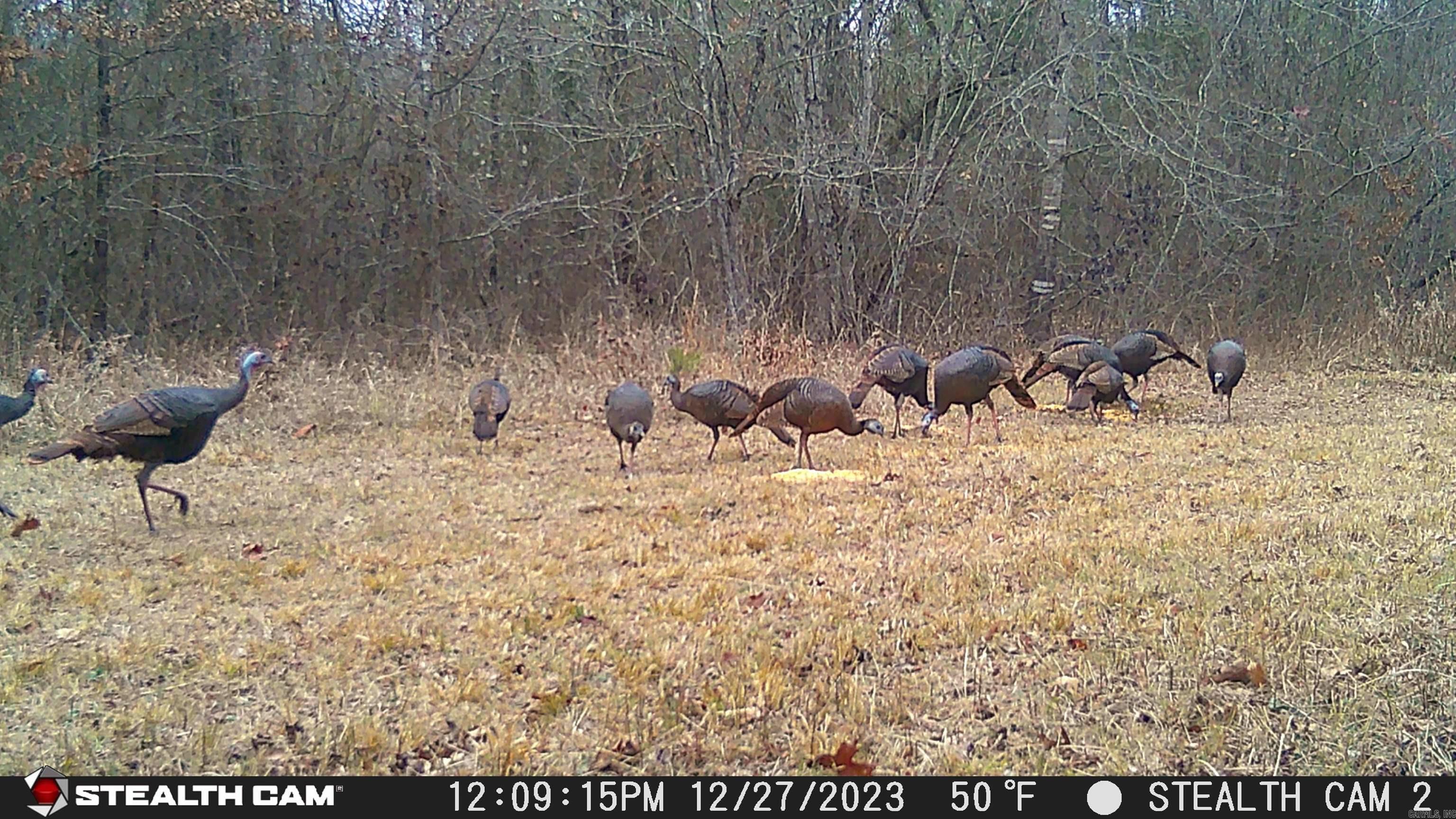 2631 W Glazypeau Rd  Mountain Pine, AR