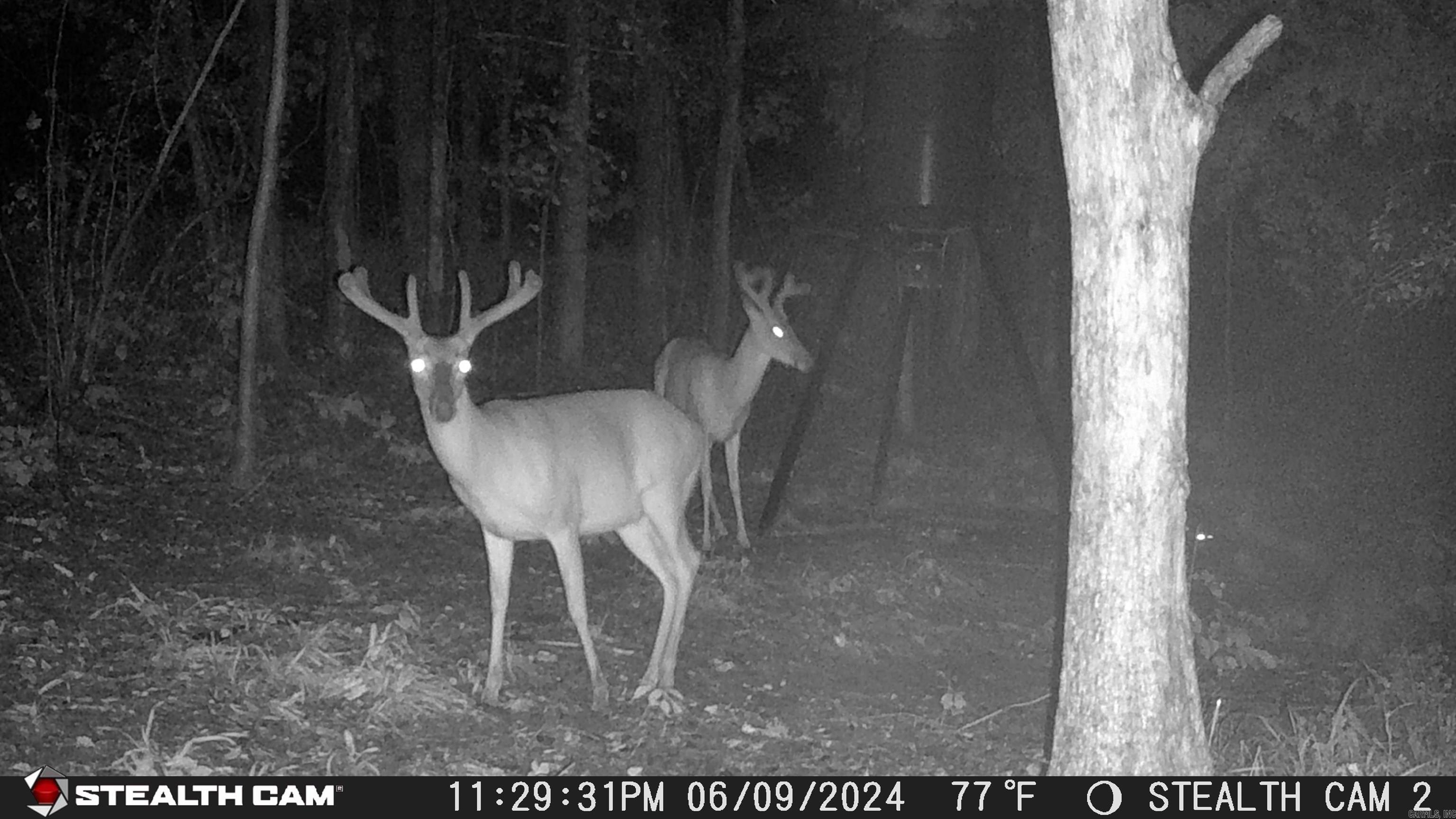 2631 W Glazypeau Rd  Mountain Pine, AR