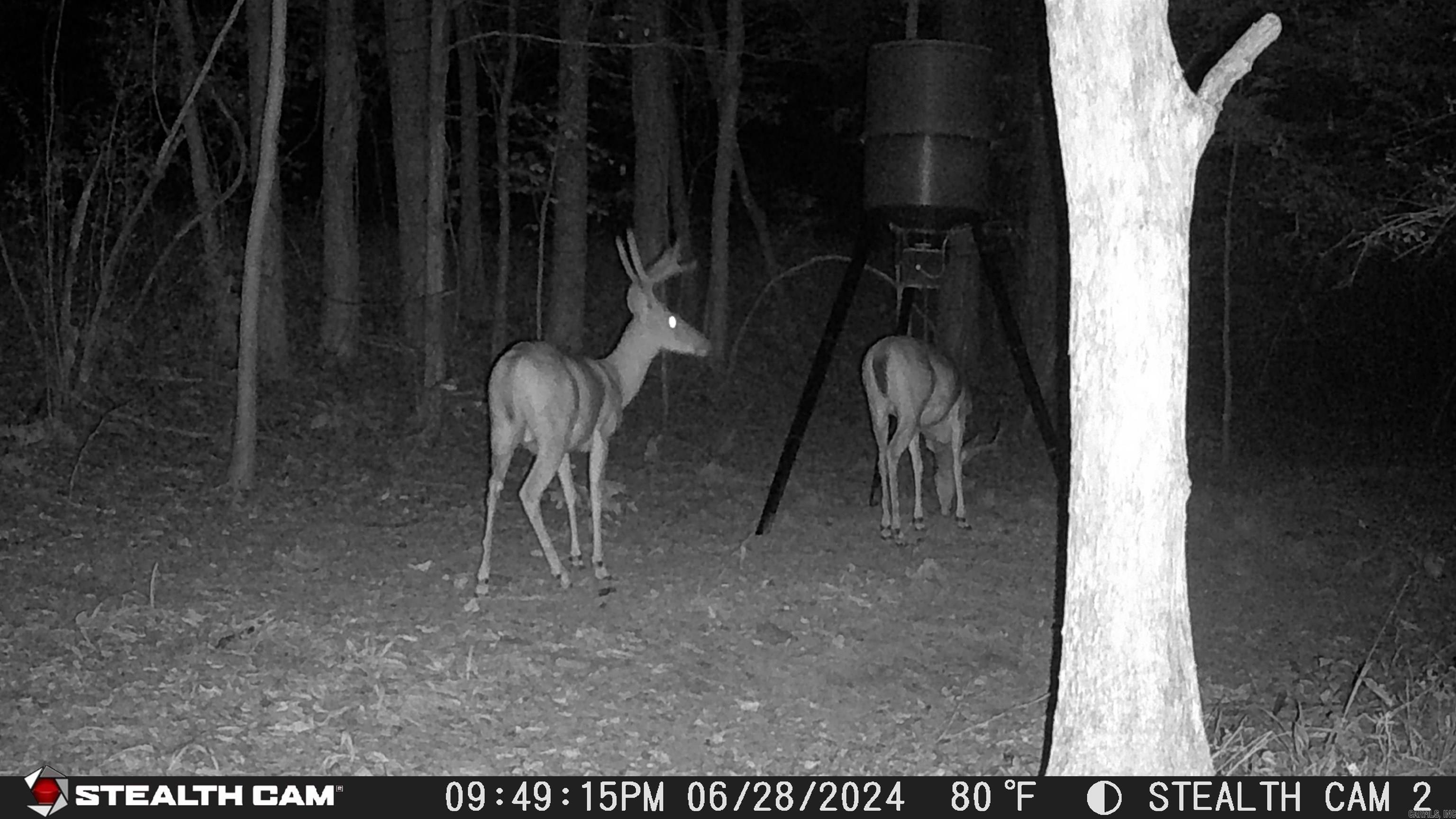 2631 W Glazypeau Rd  Mountain Pine, AR