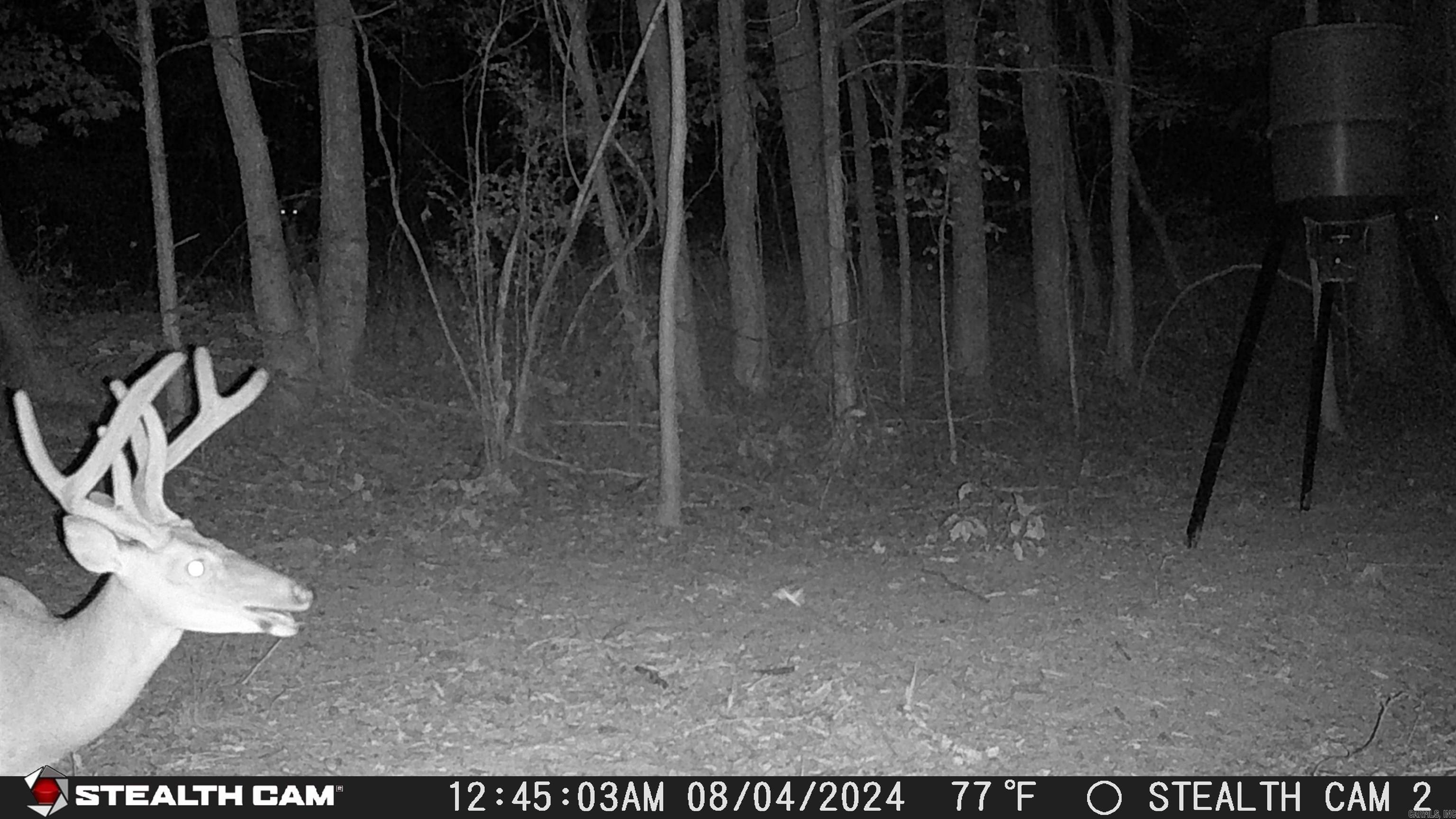 2631 W Glazypeau Rd  Mountain Pine, AR