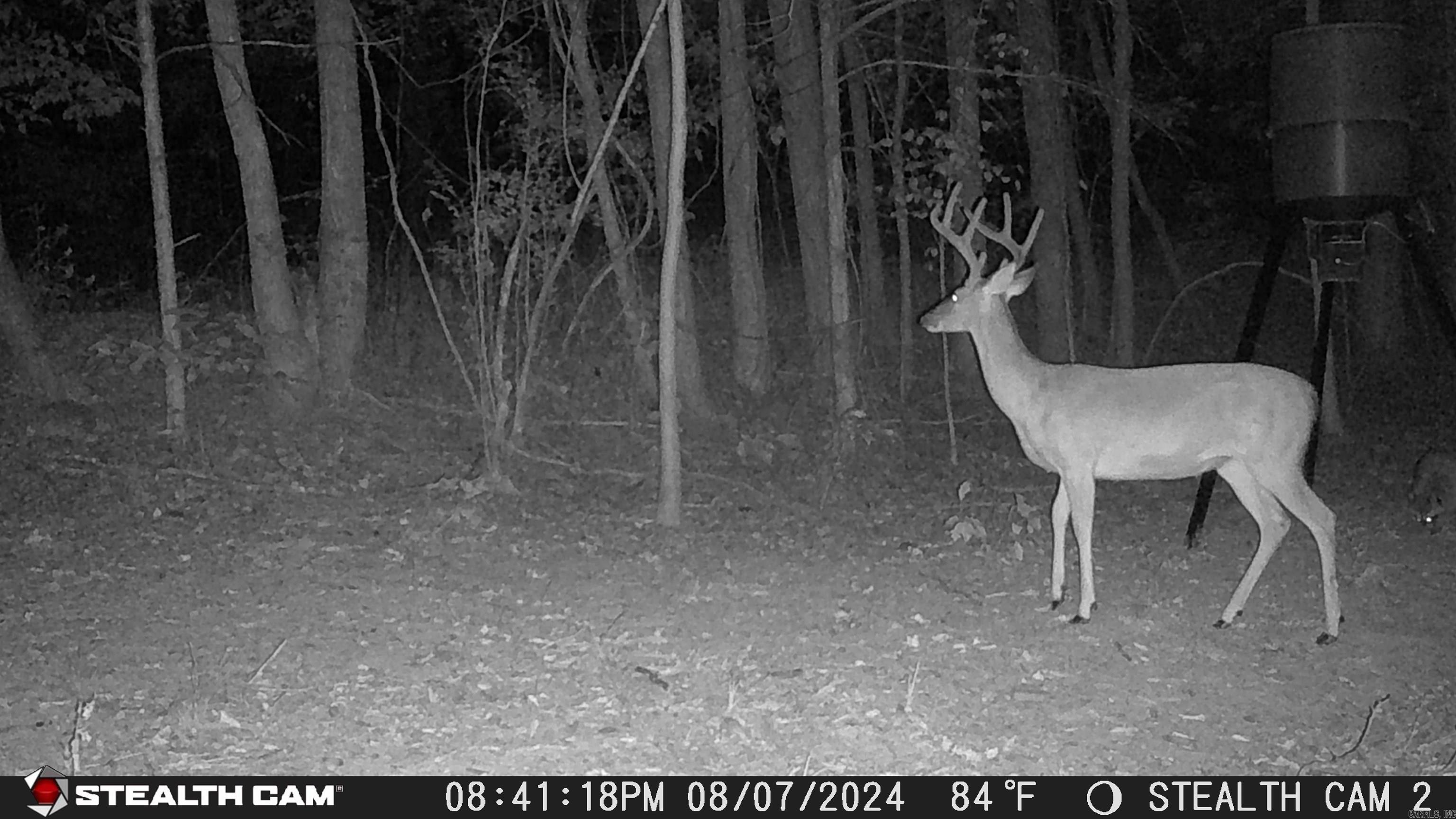 2631 W Glazypeau Rd  Mountain Pine, AR